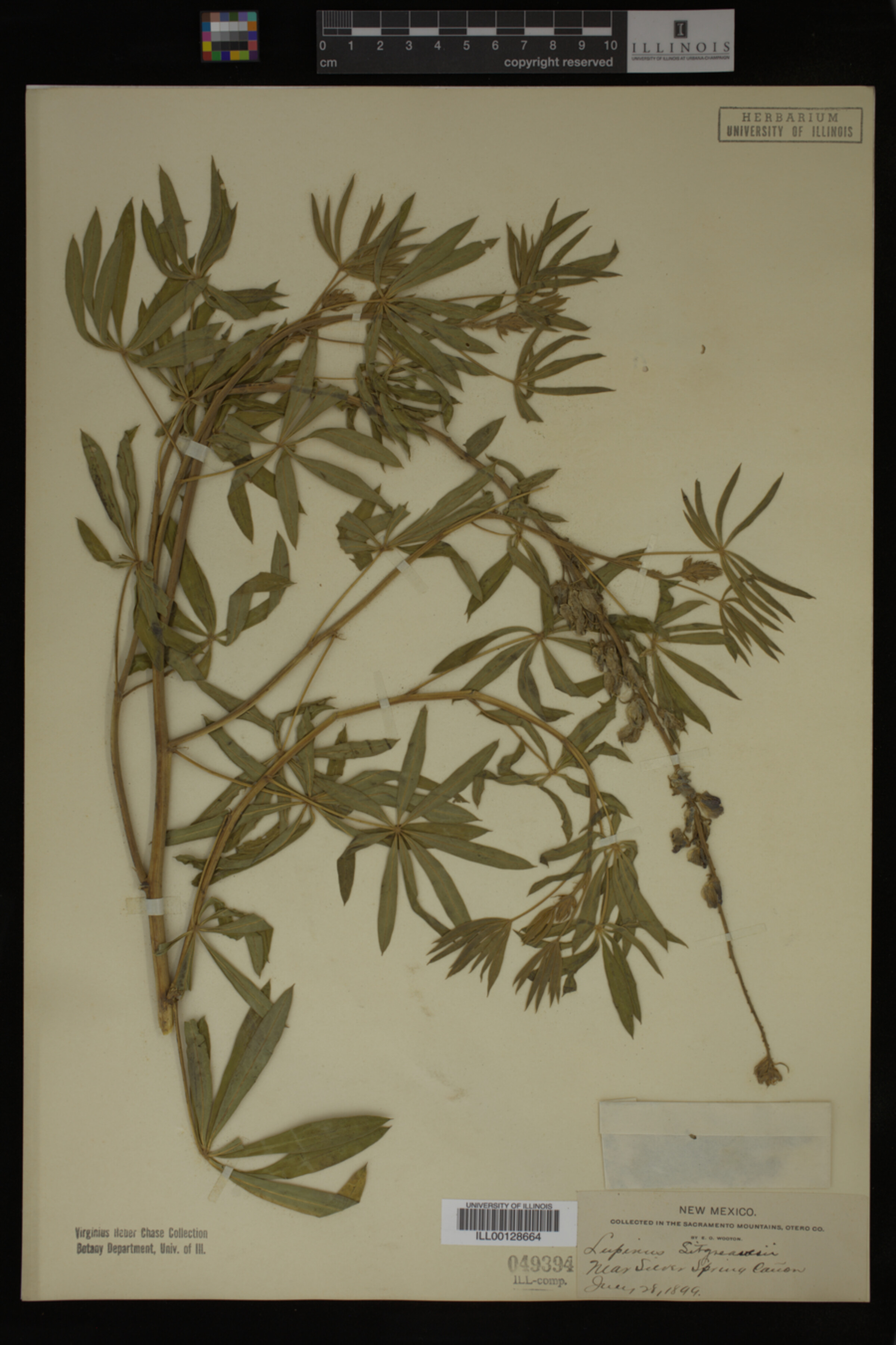 Lupinus sitgreavesii image