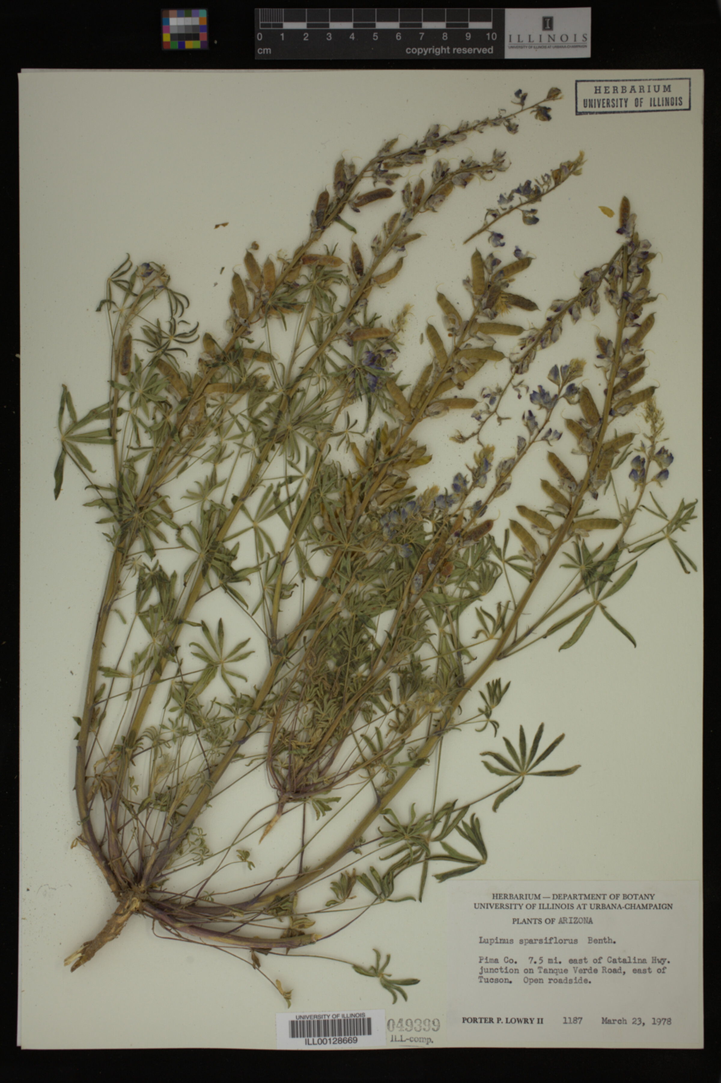 Lupinus sparsiflorus image