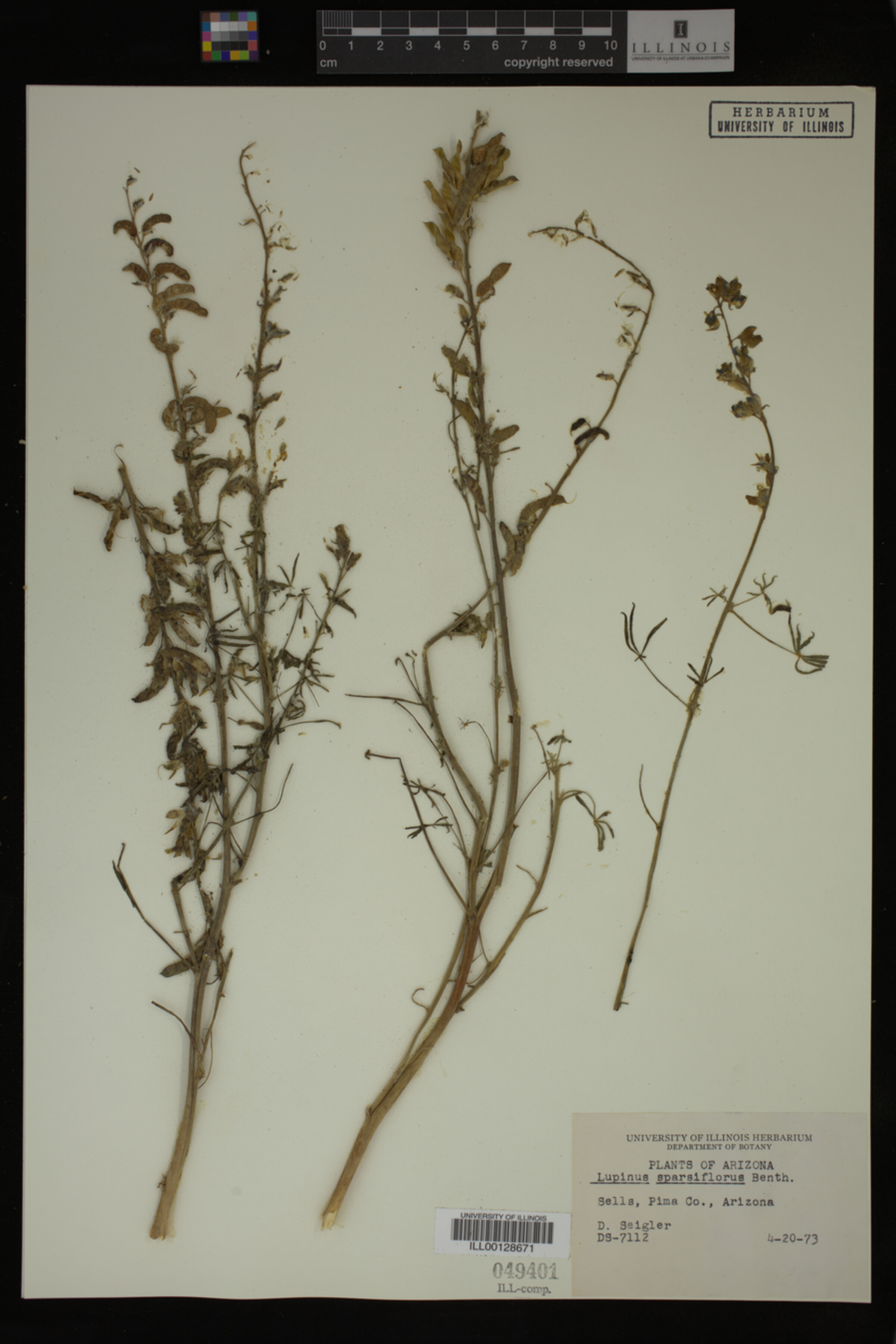 Lupinus sparsiflorus image