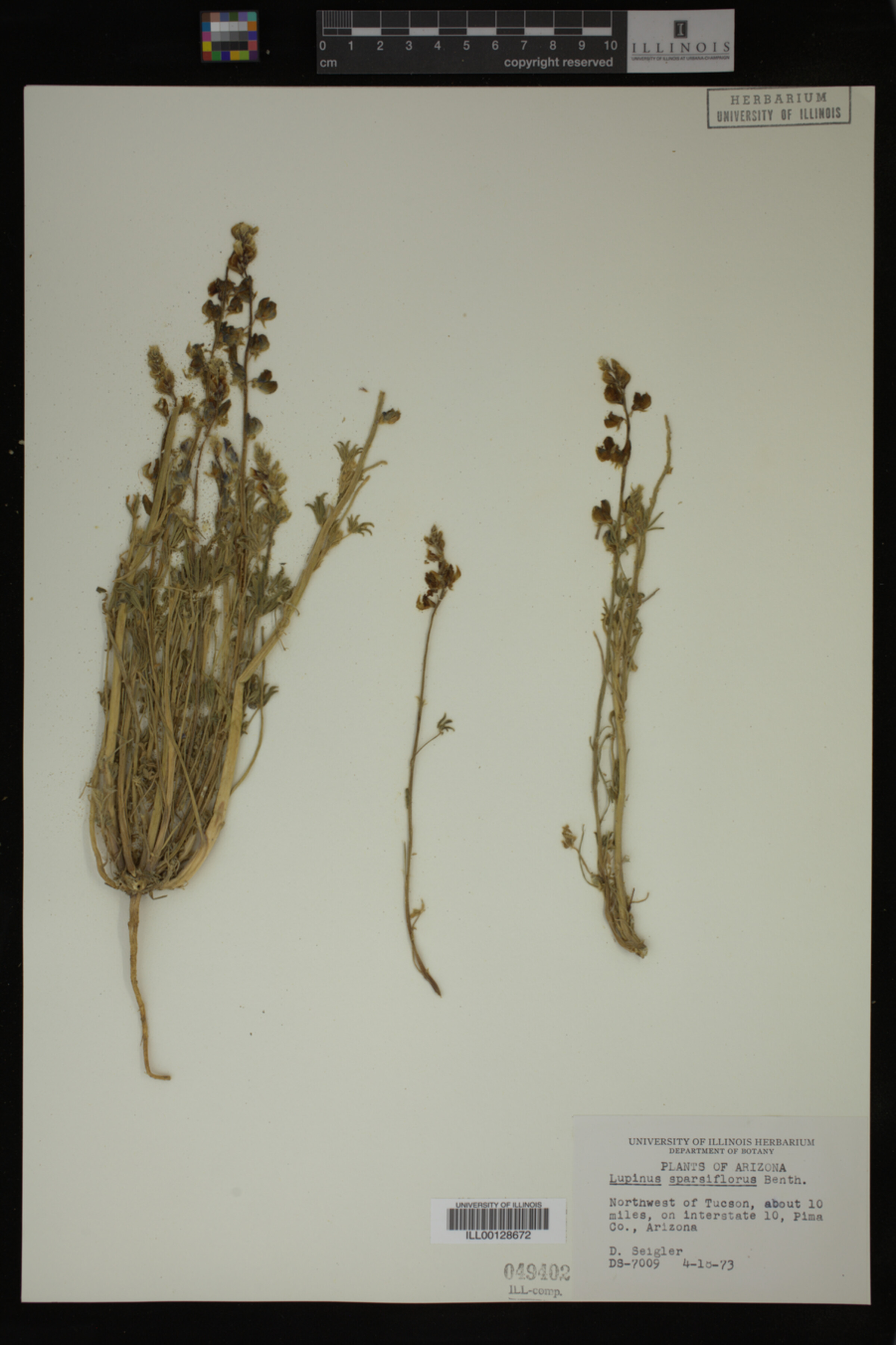 Lupinus sparsiflorus image