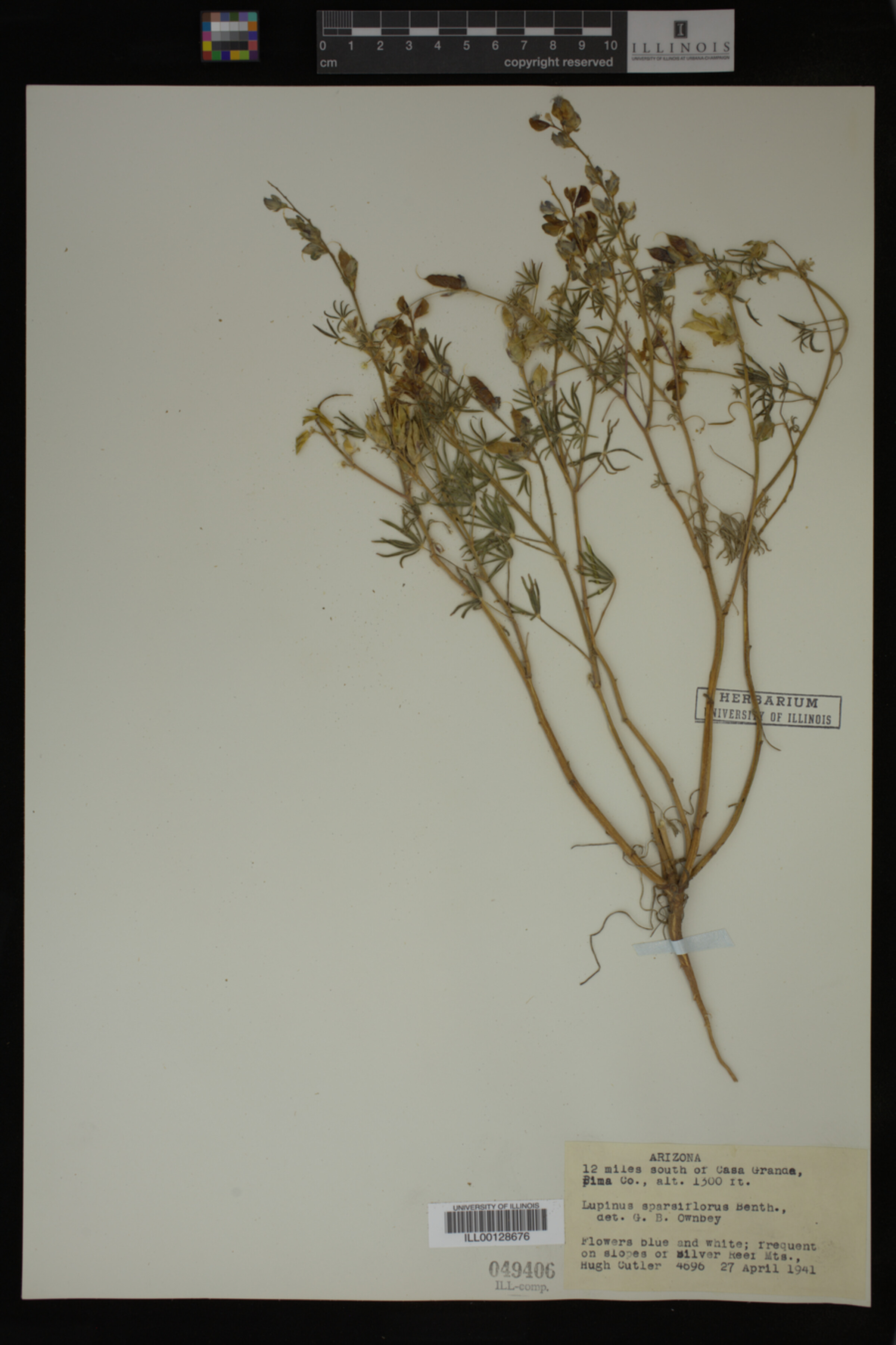 Lupinus sparsiflorus image