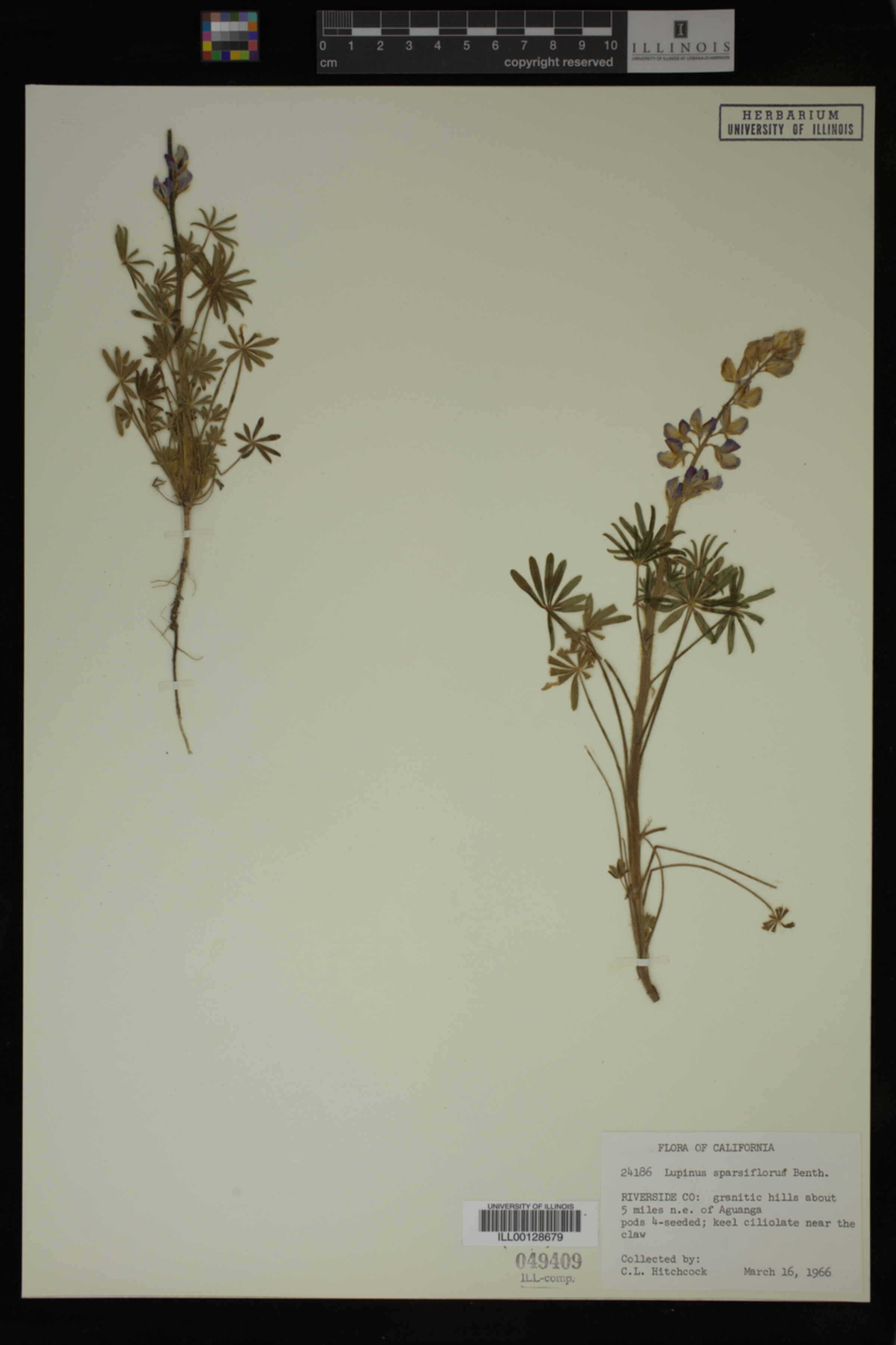 Lupinus sparsiflorus image