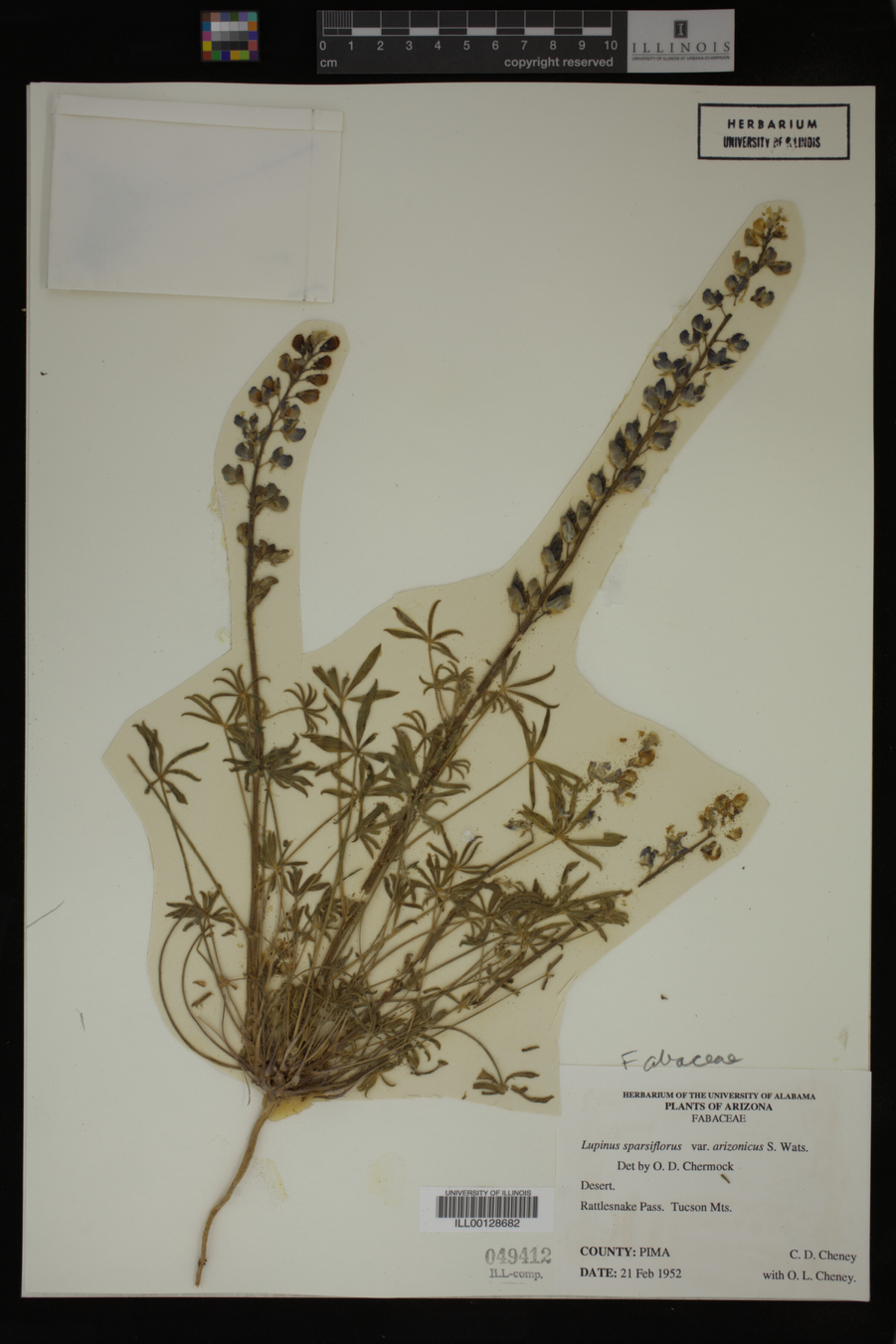 Lupinus sparsiflorus var. arizonicus image