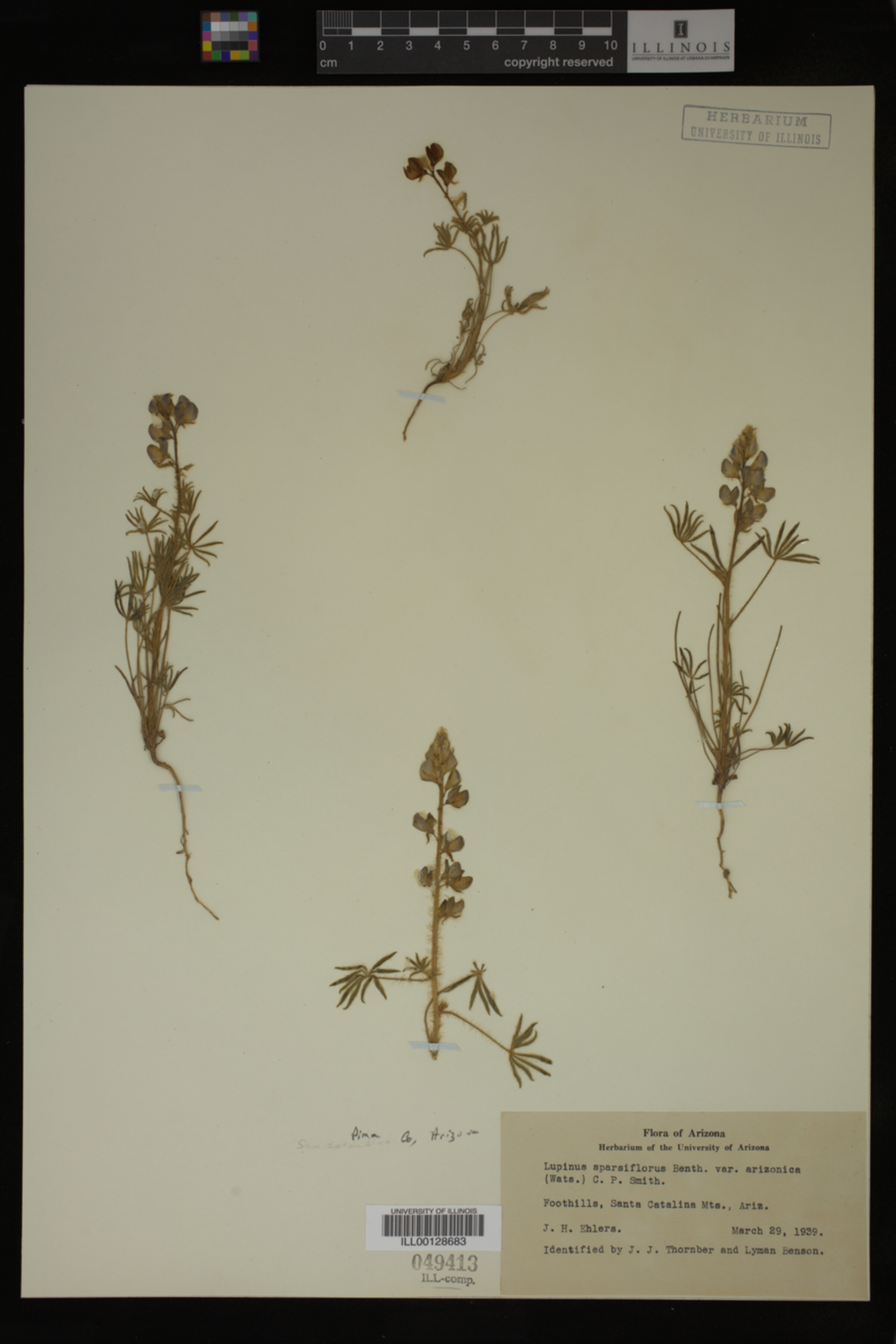 Lupinus sparsiflorus var. arizonicus image