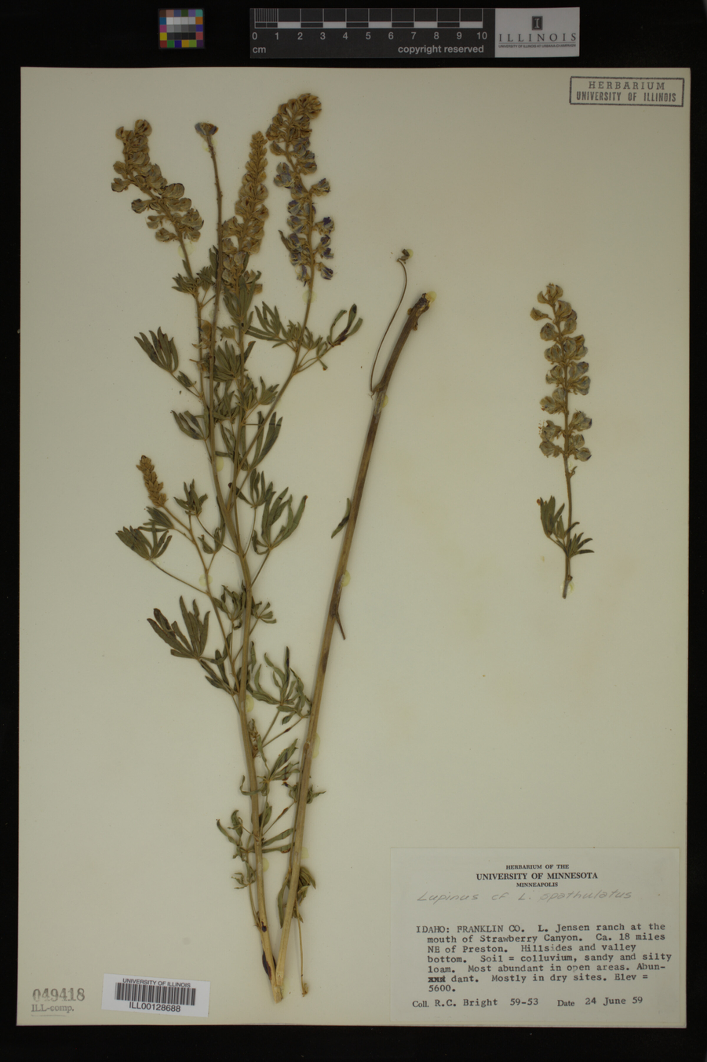 Lupinus spathulatus image