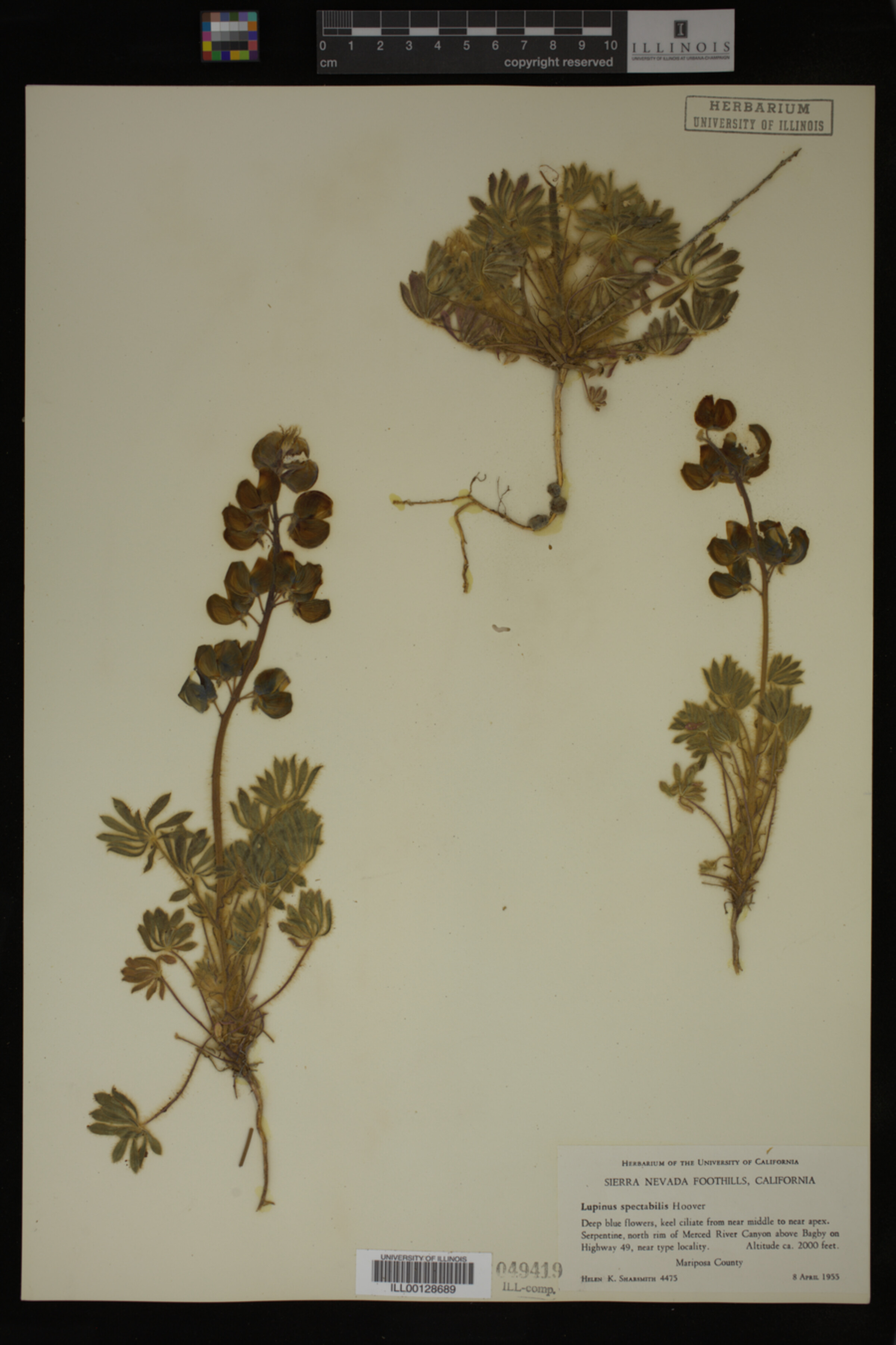 Lupinus spectabilis image