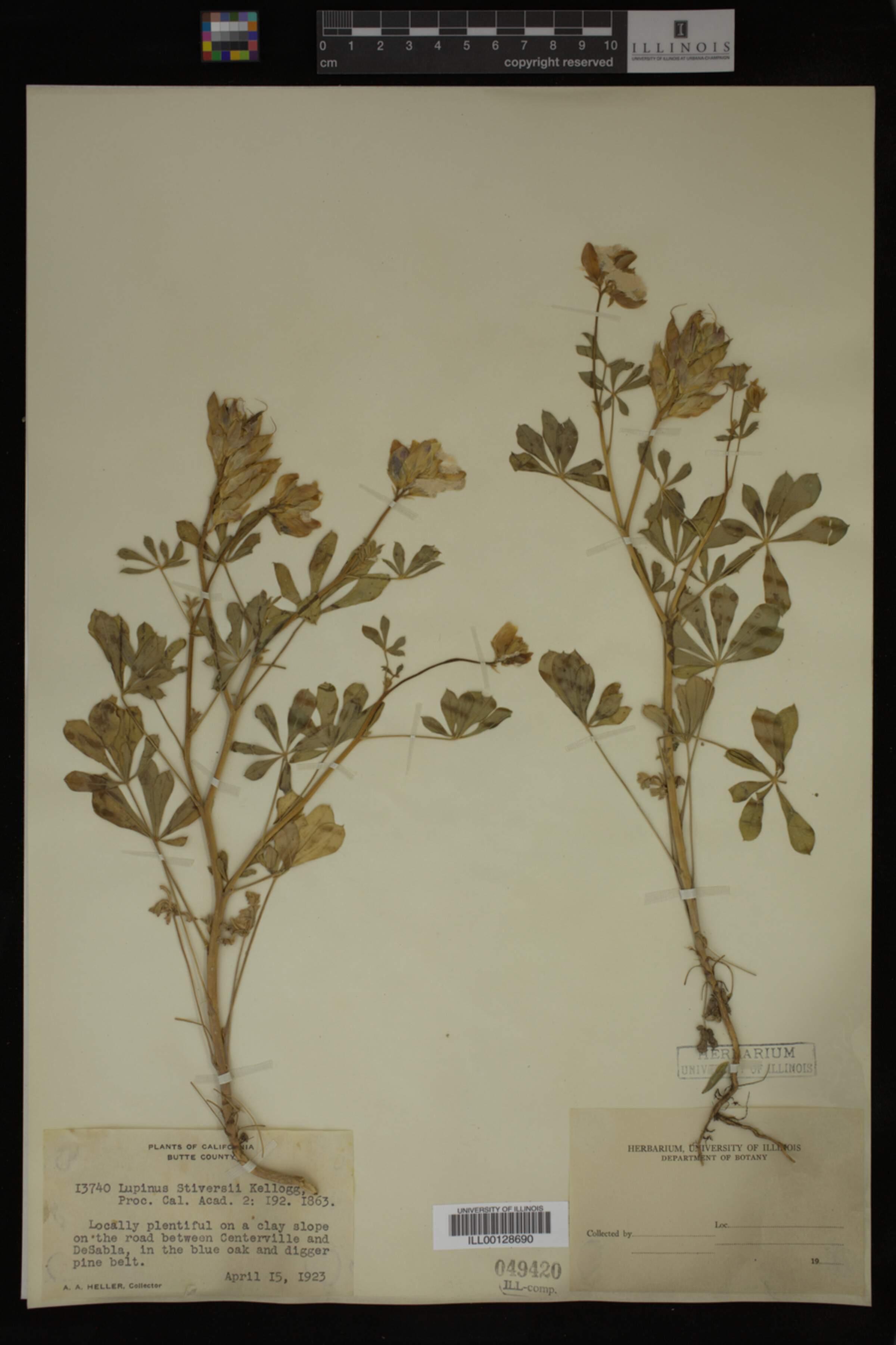 Lupinus stiversii image