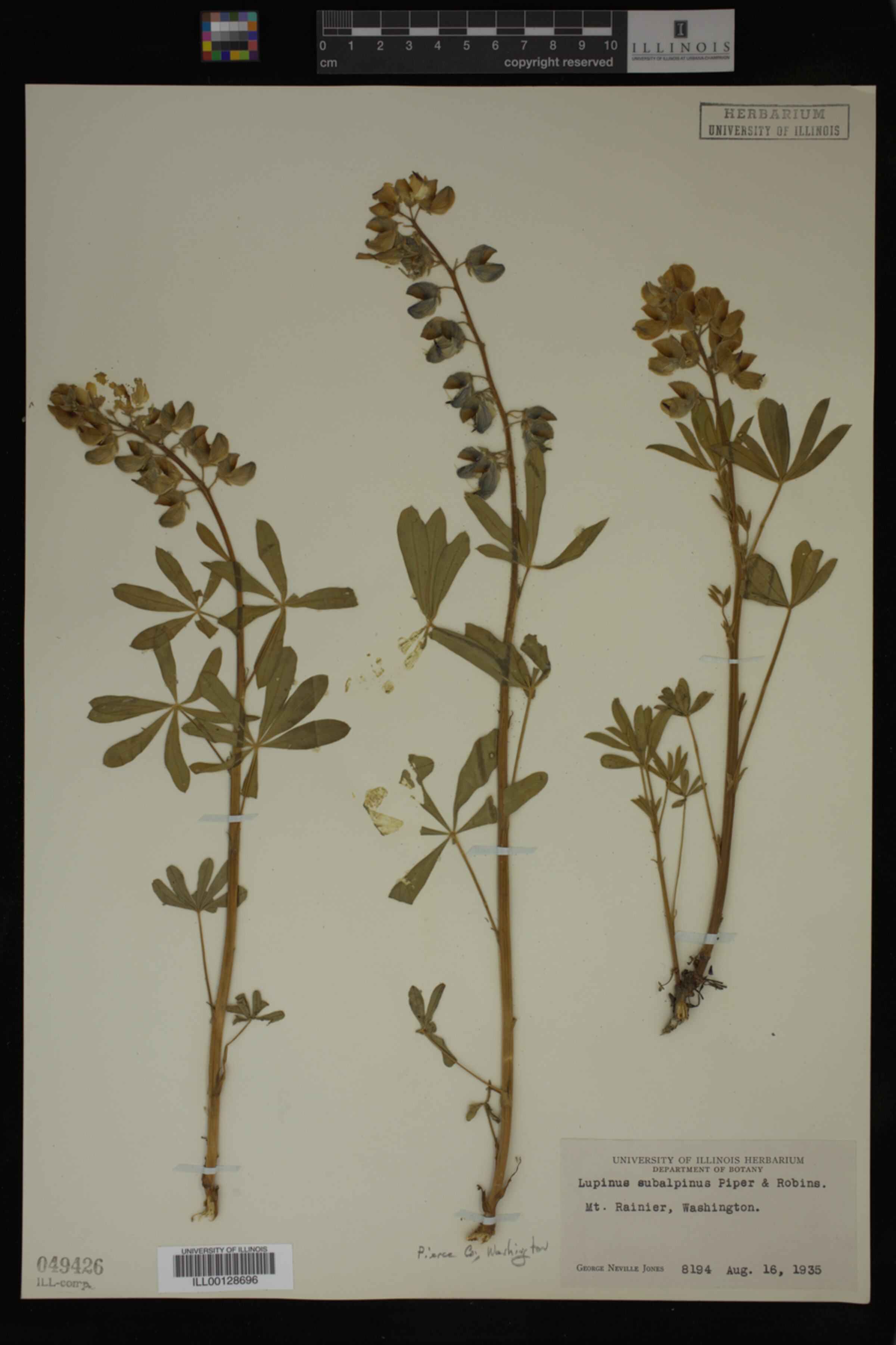 Lupinus subalpinus image
