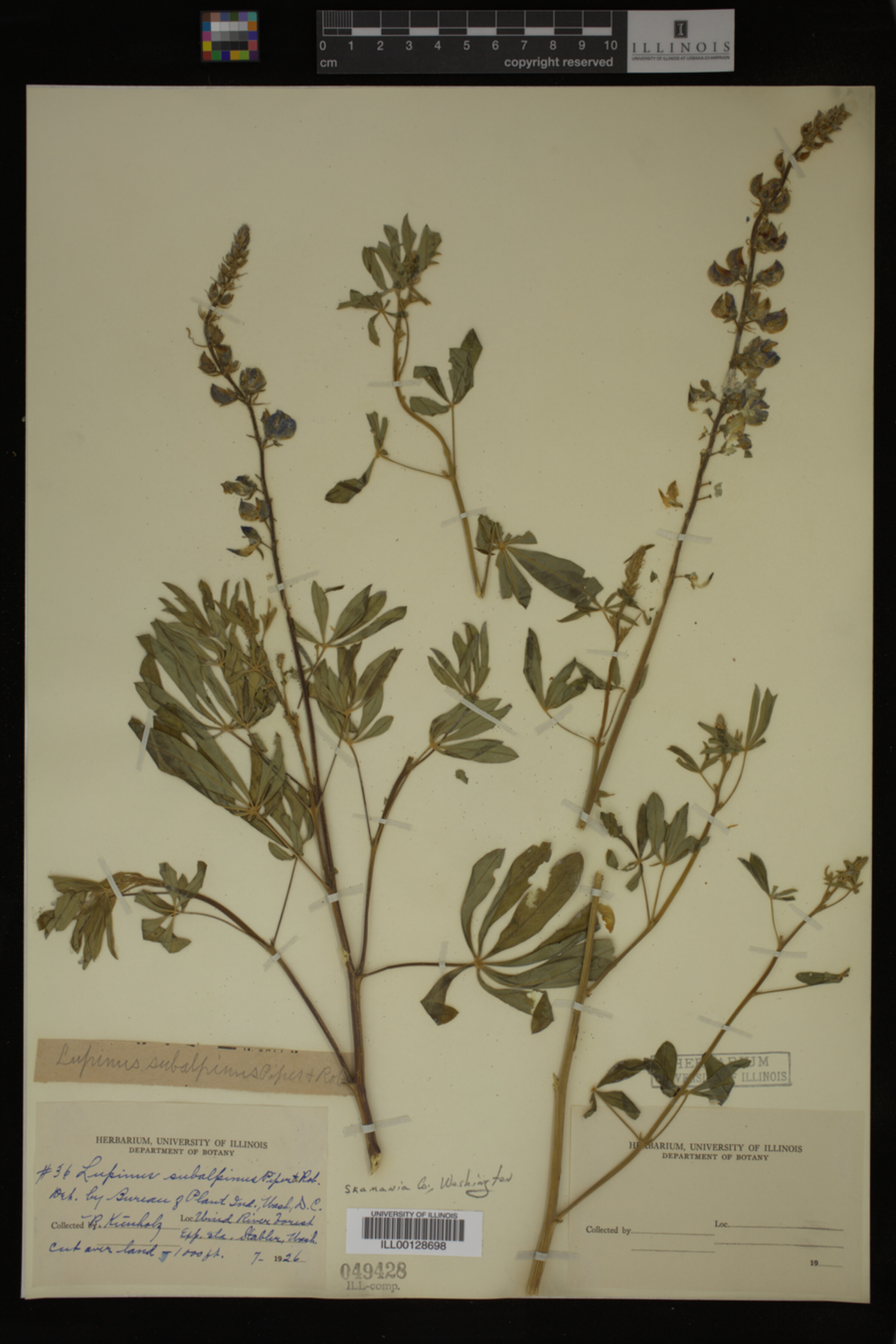 Lupinus subalpinus image
