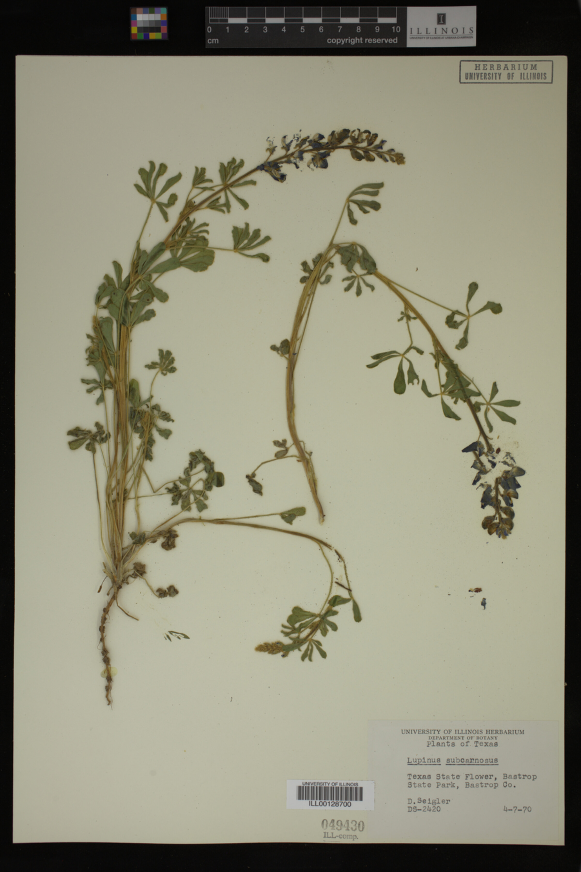 Lupinus subcarnosus image
