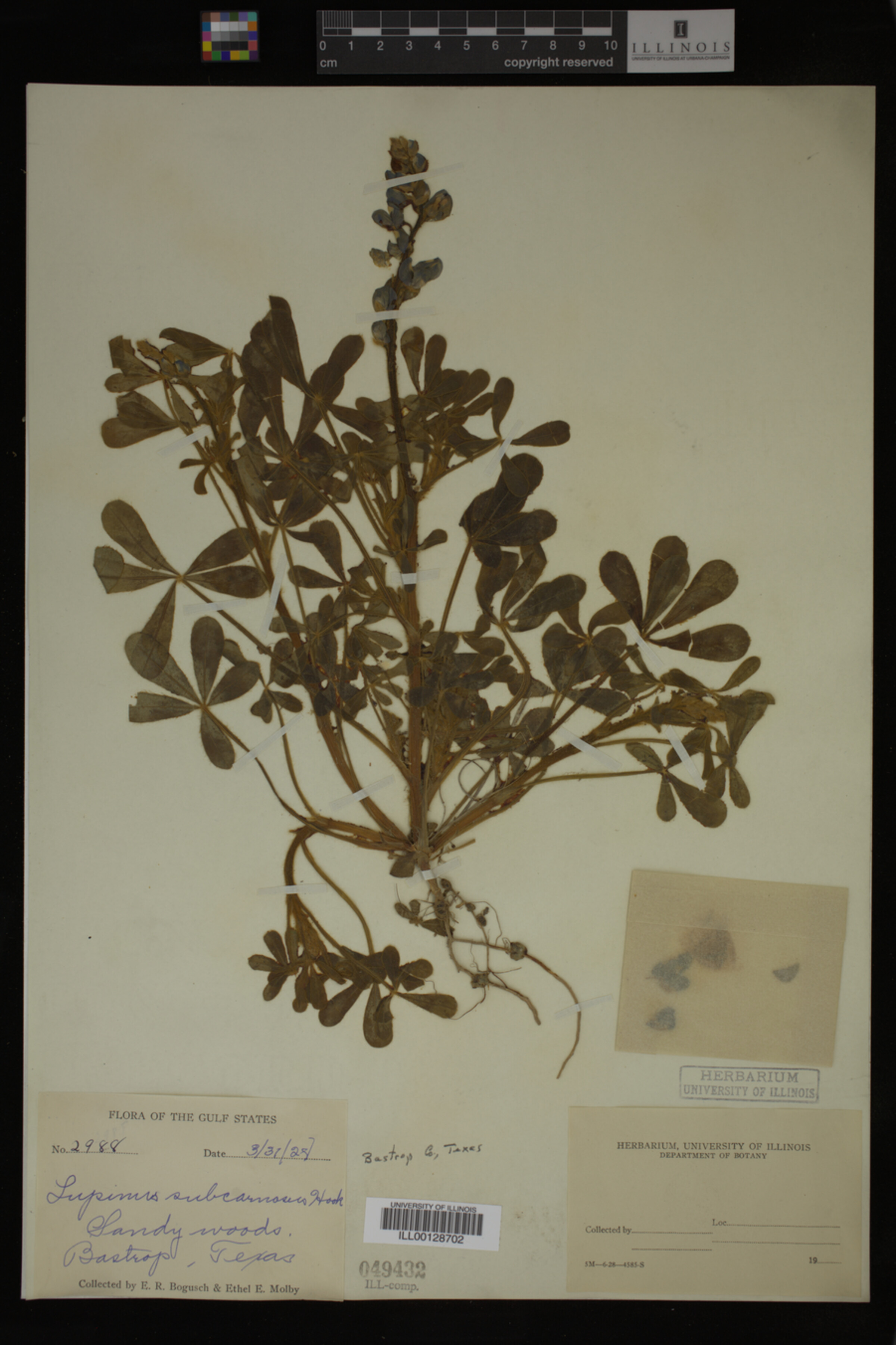 Lupinus subcarnosus image
