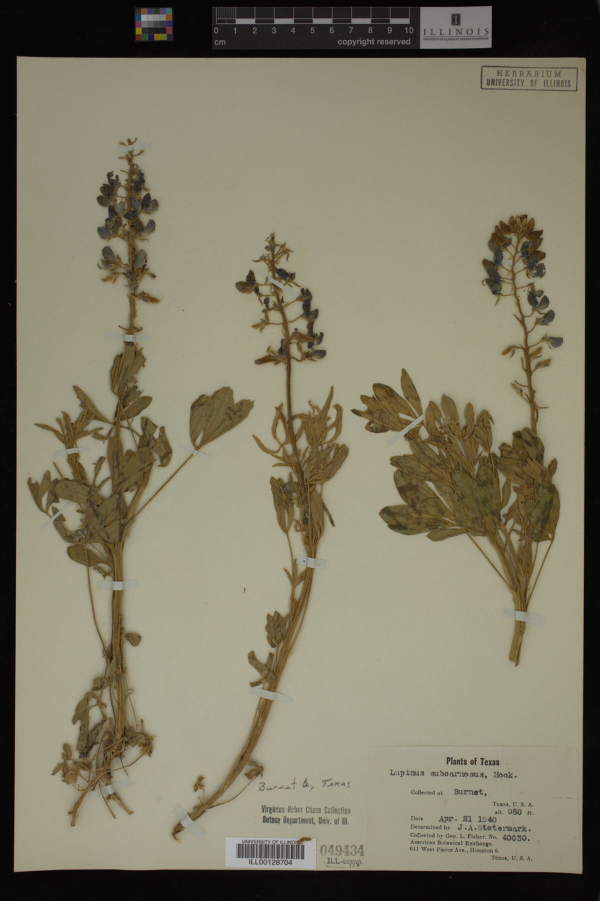 Lupinus subcarnosus image