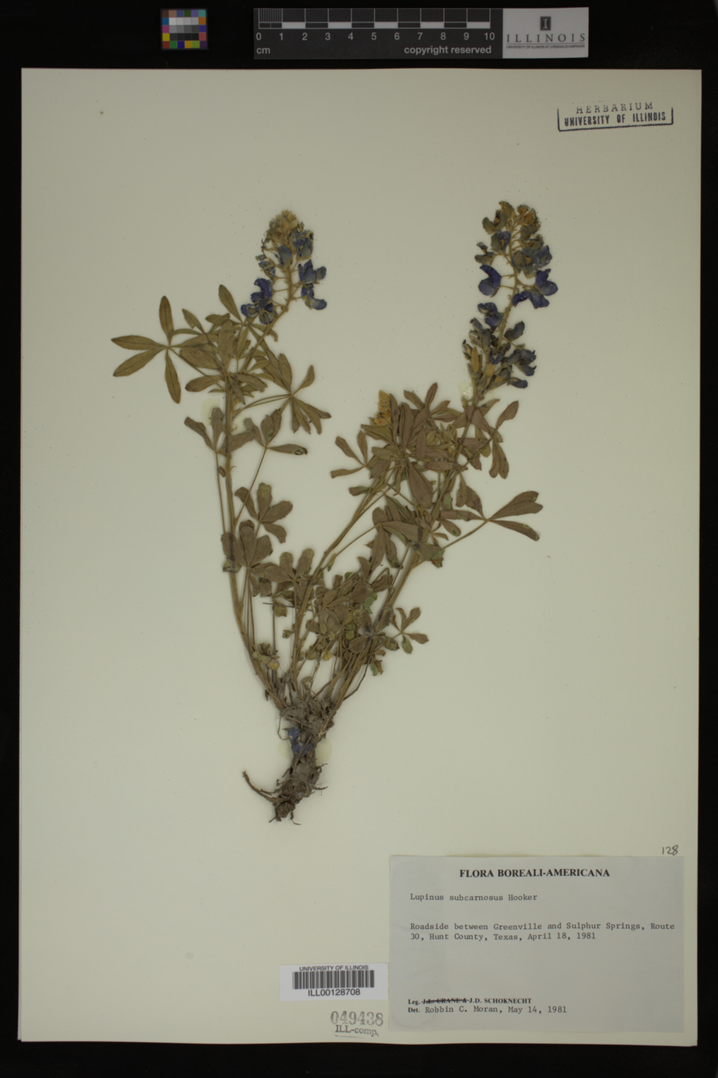 Lupinus subcarnosus image