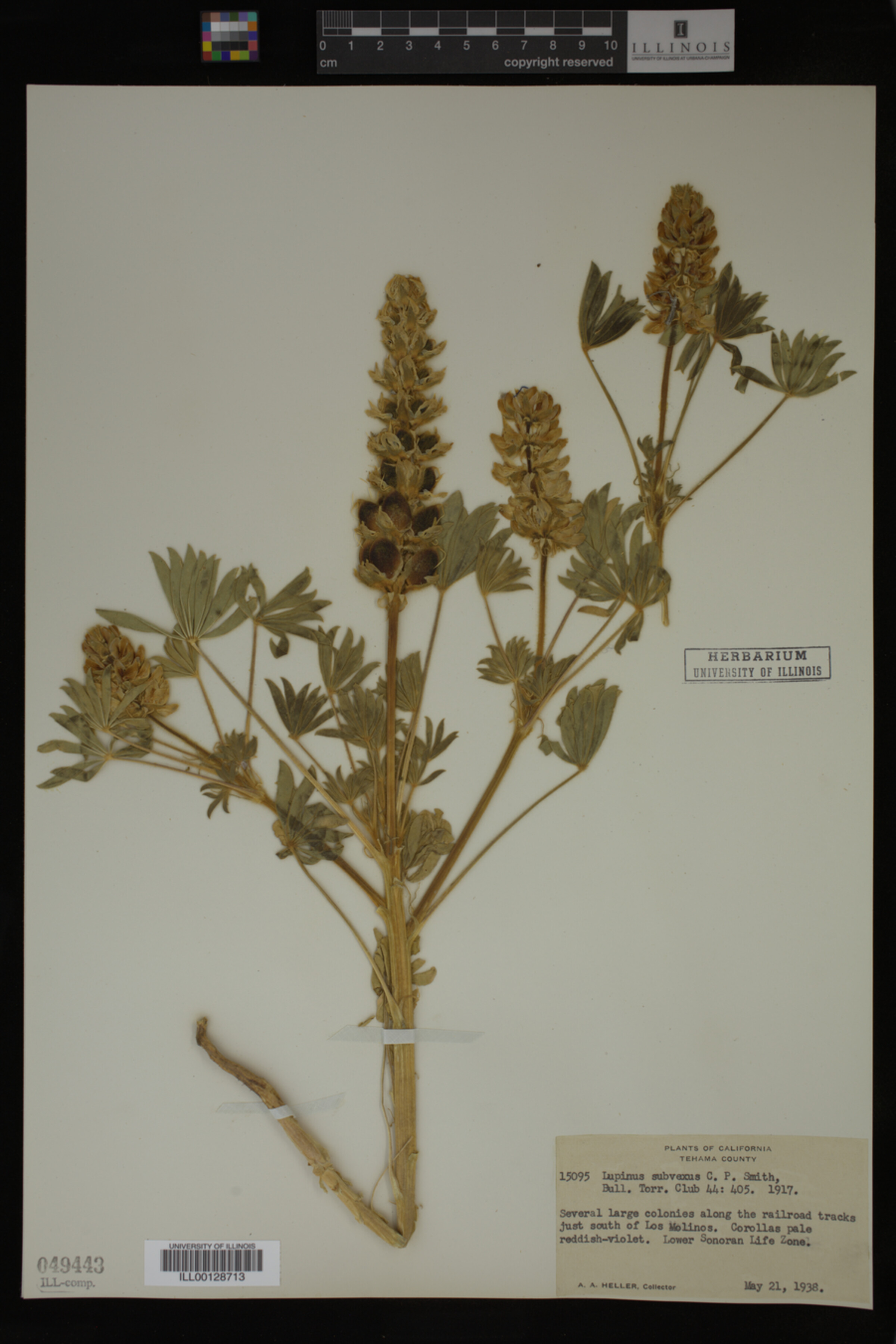 Lupinus subvexus image
