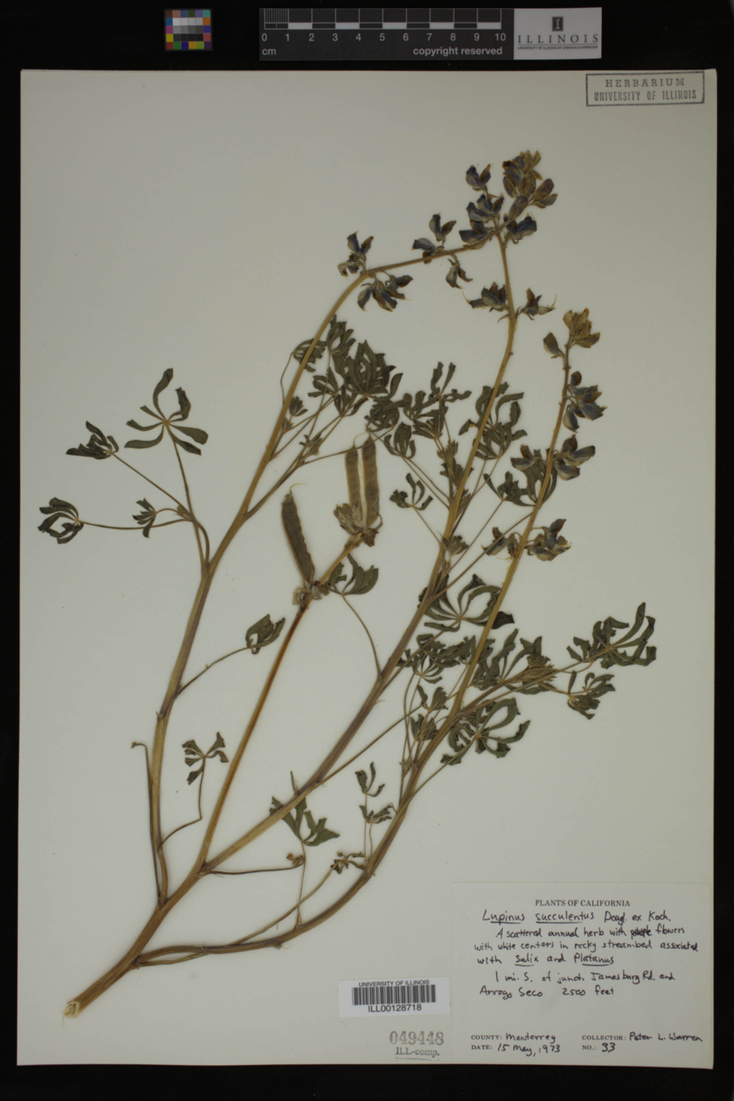 Lupinus succulentus image