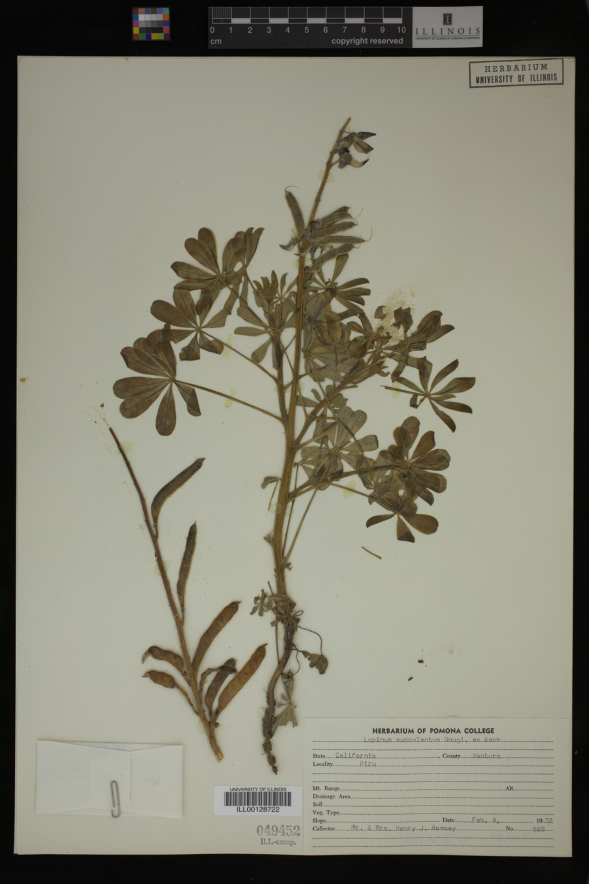 Lupinus succulentus image