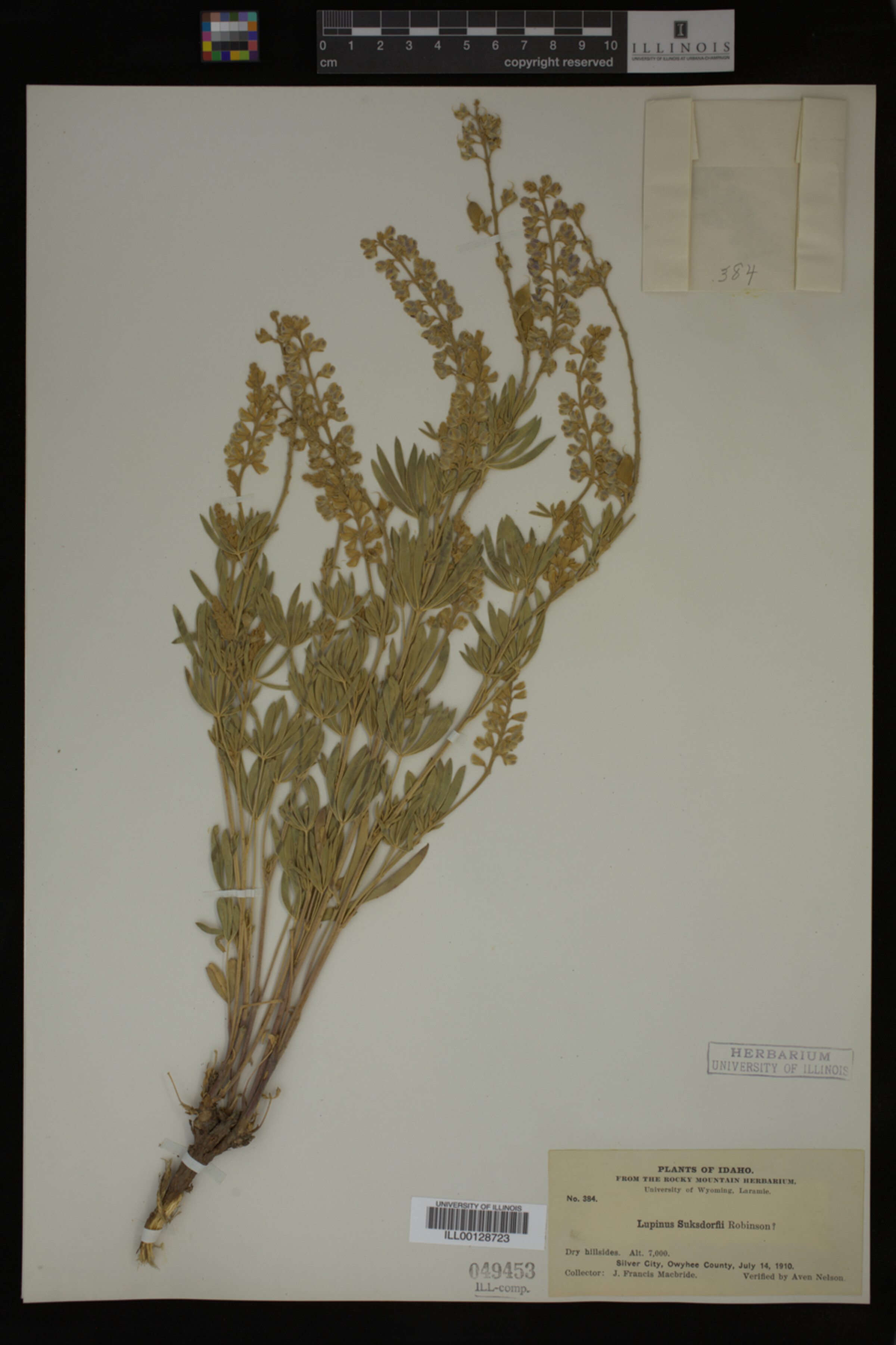 Lupinus suksdorfii image