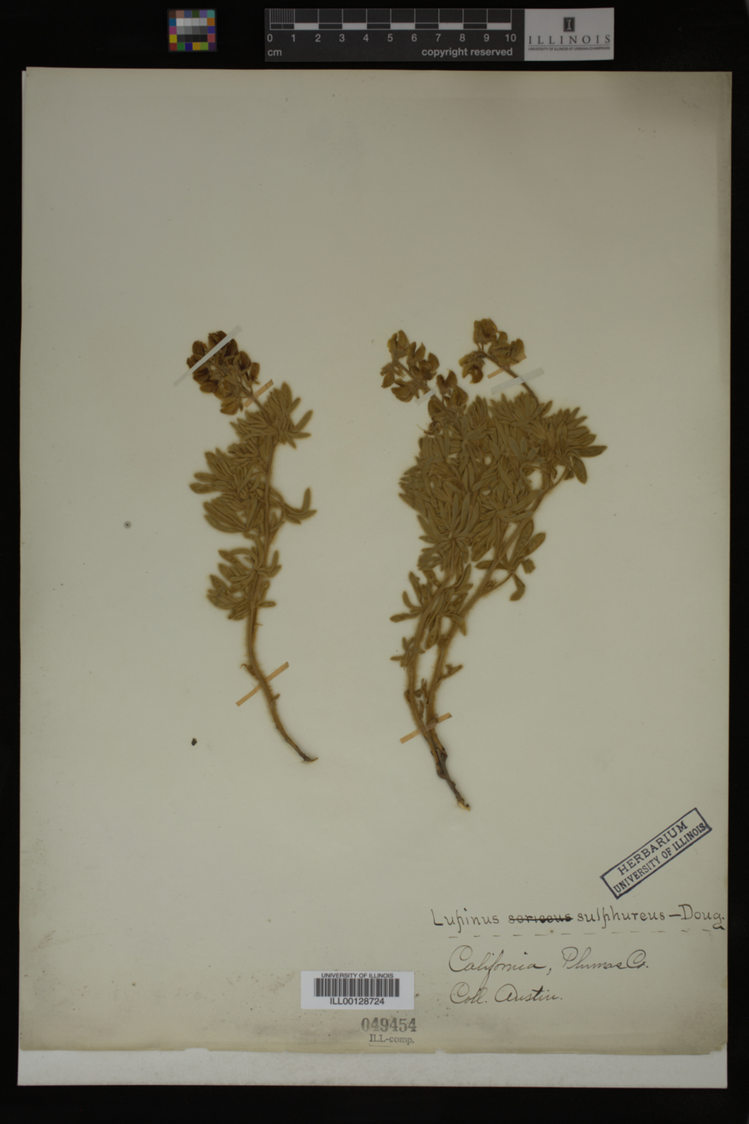 Lupinus sulphureus image