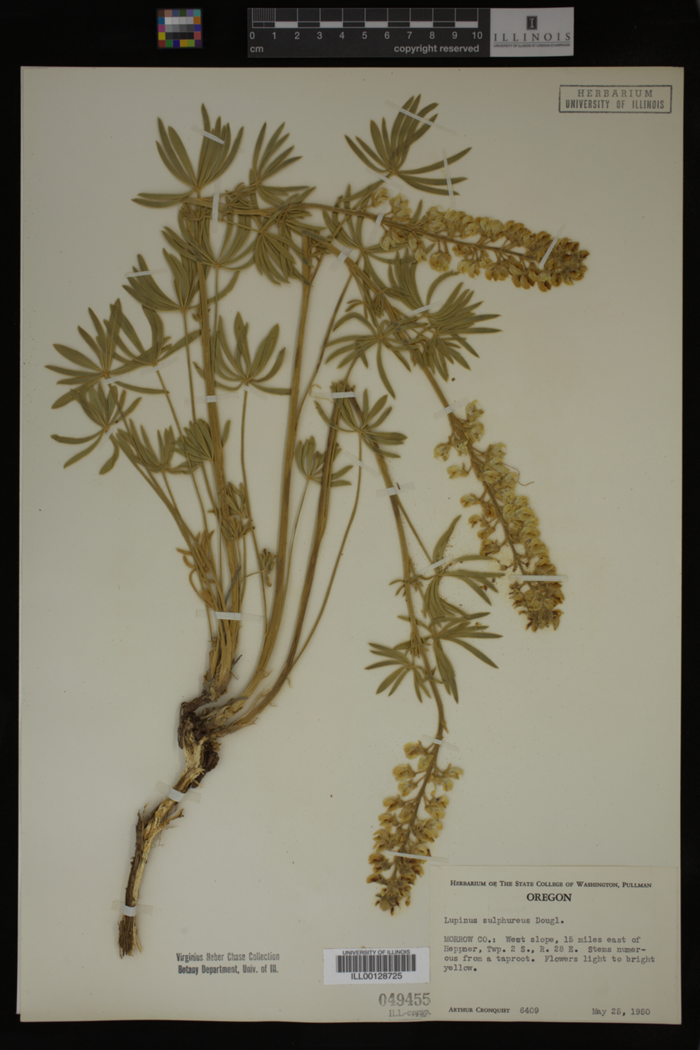 Lupinus sulphureus image