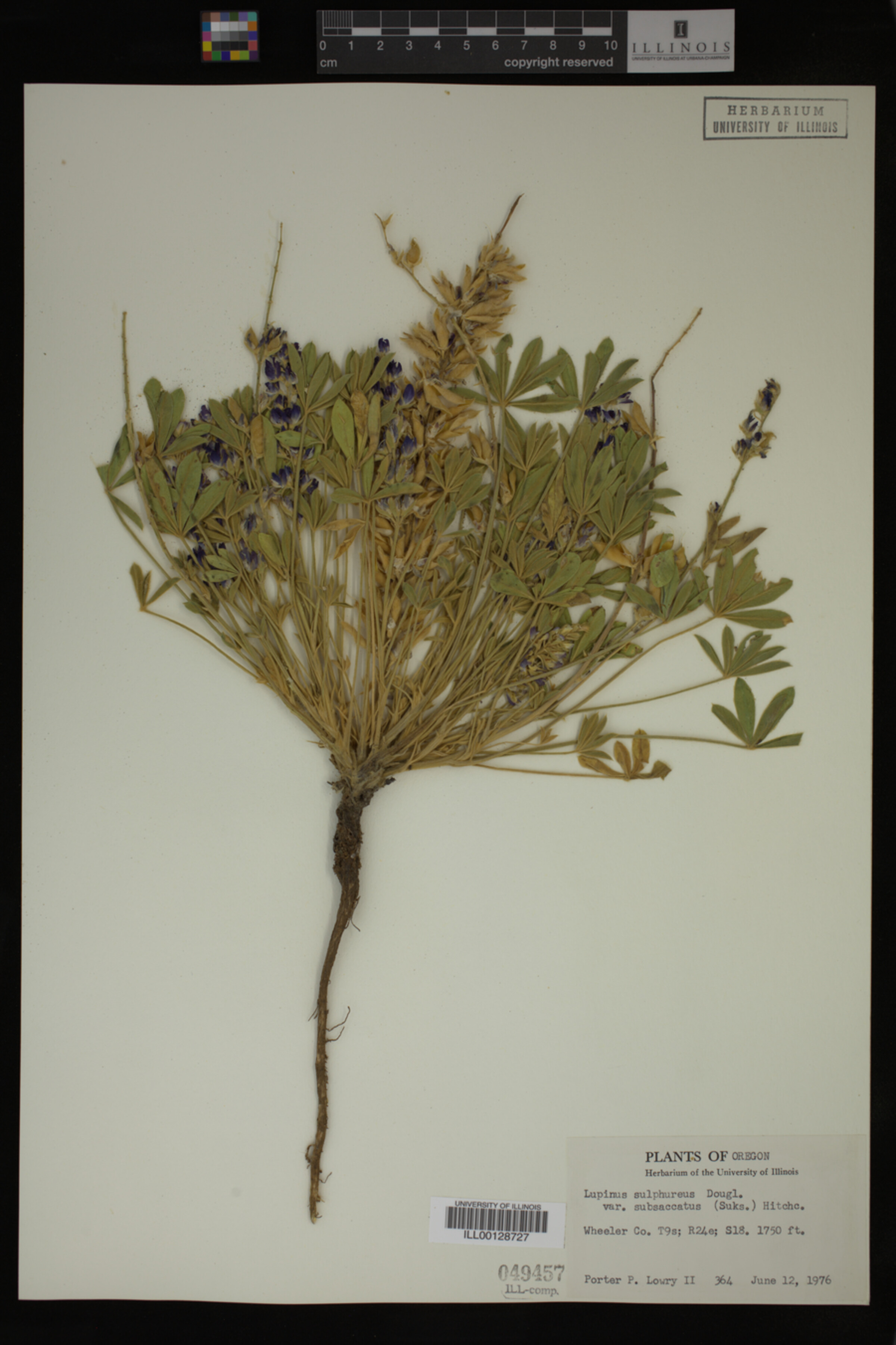 Lupinus bingenensis var. subsaccatus image