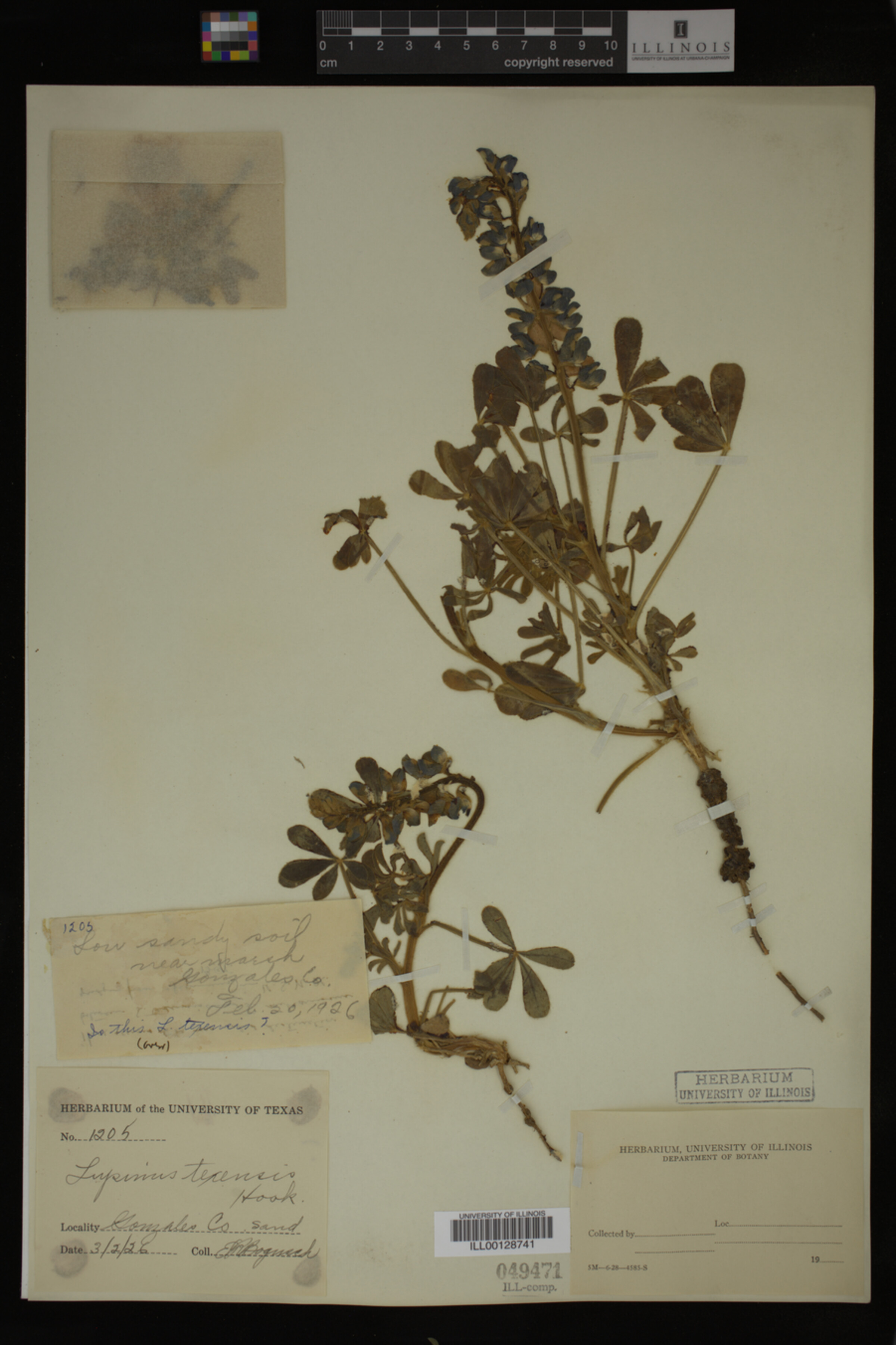 Lupinus texensis image