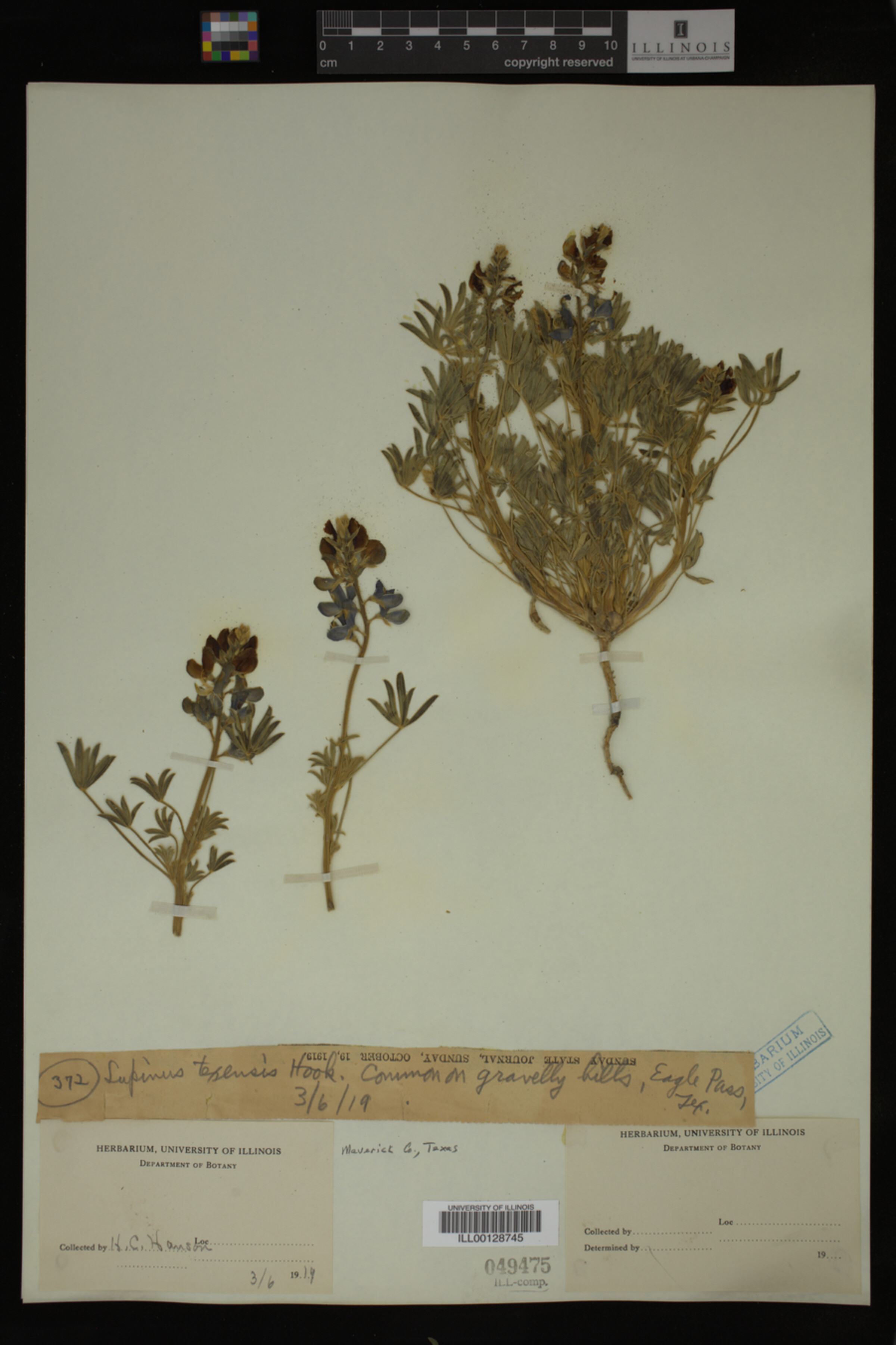 Lupinus texensis image