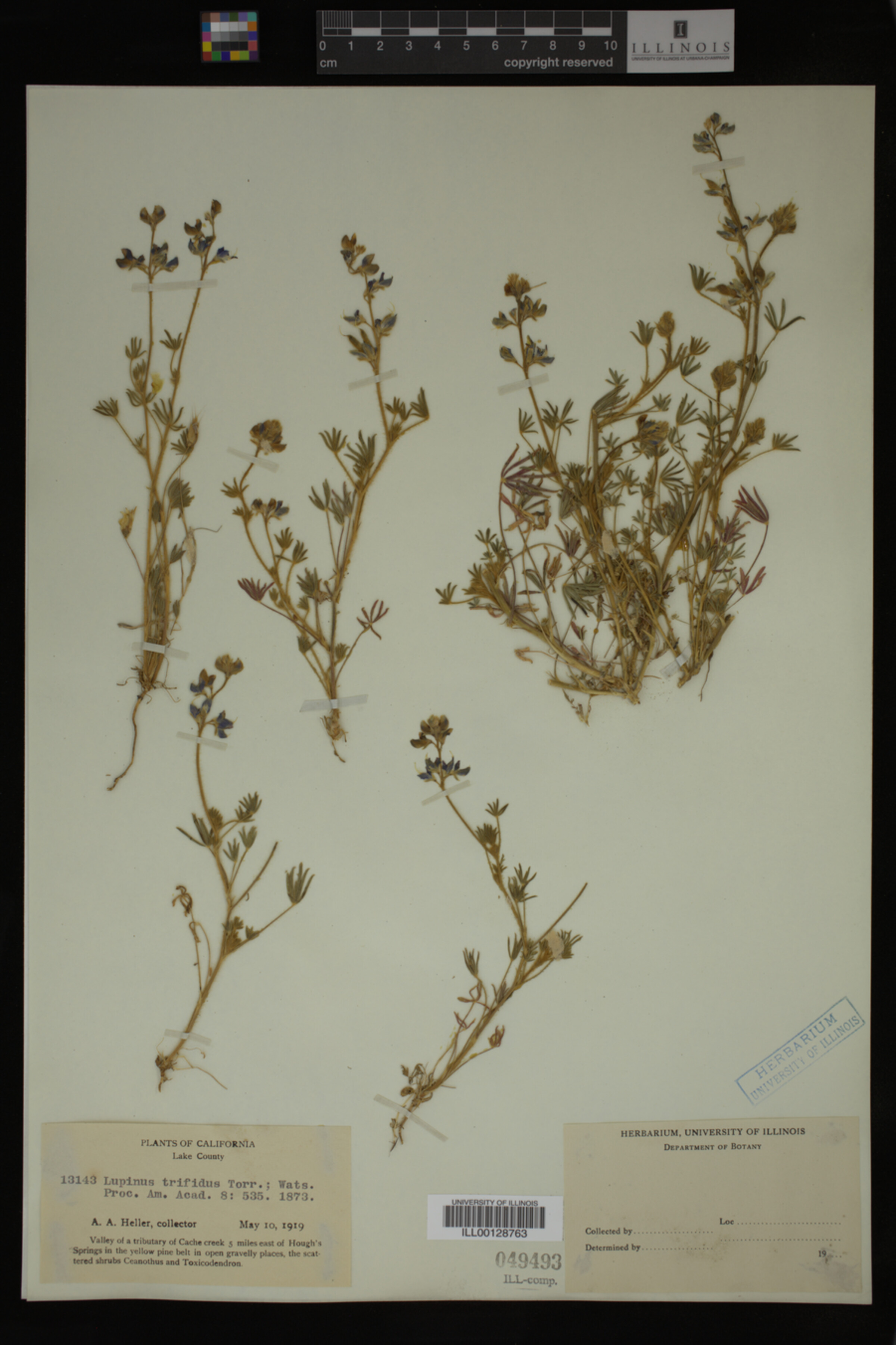 Lupinus trifidus image