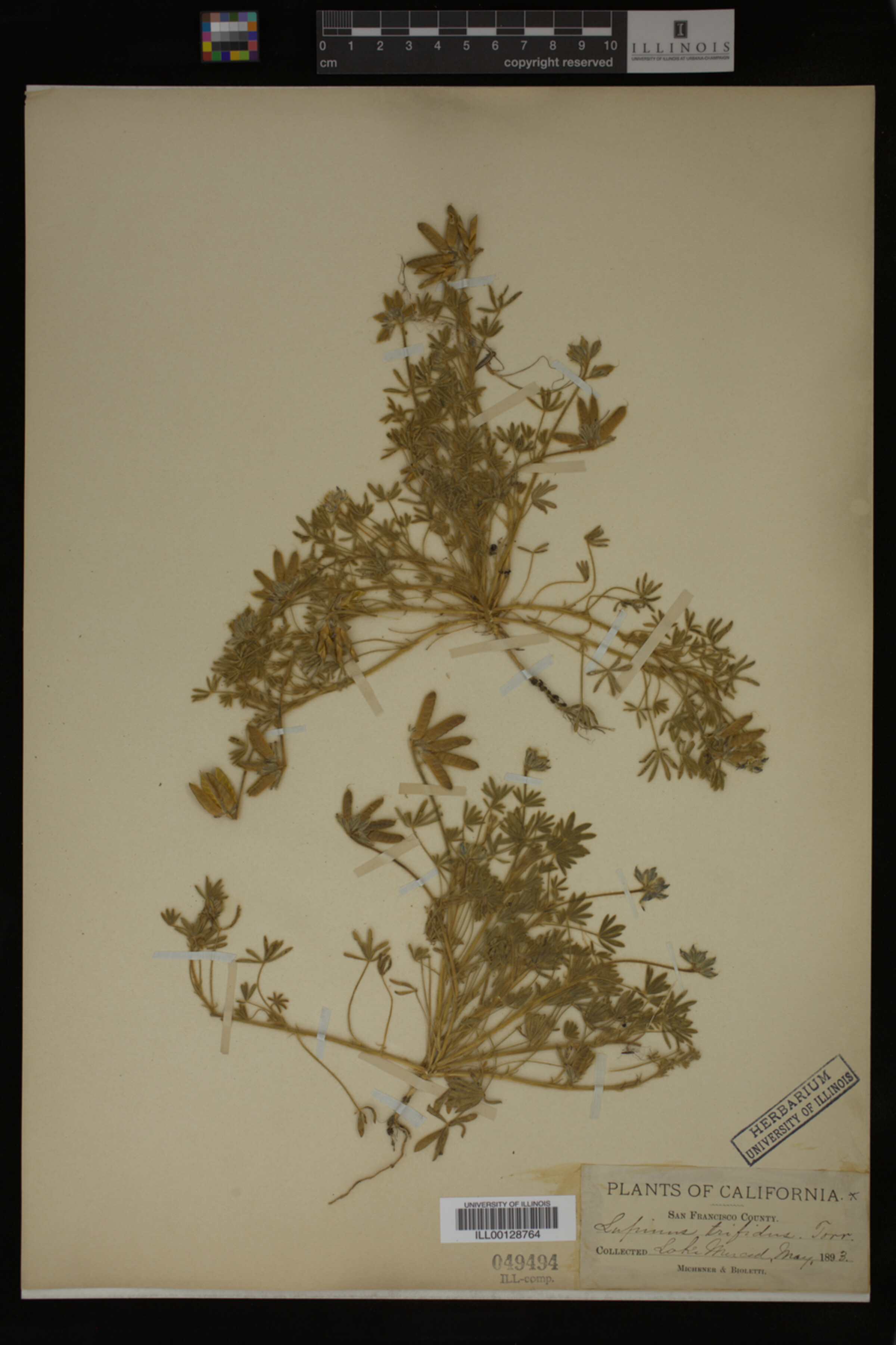 Lupinus trifidus image