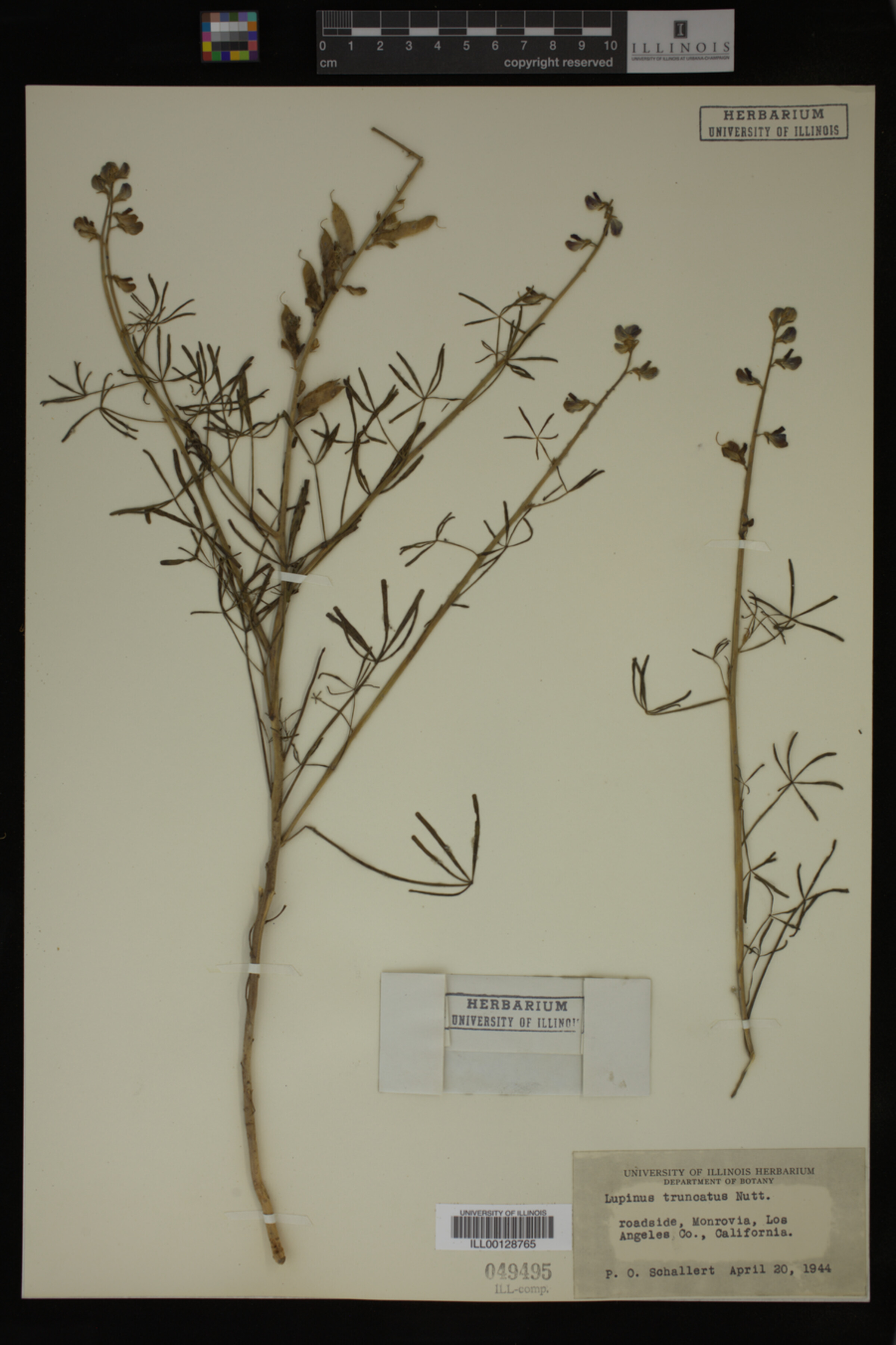 Lupinus truncatus image