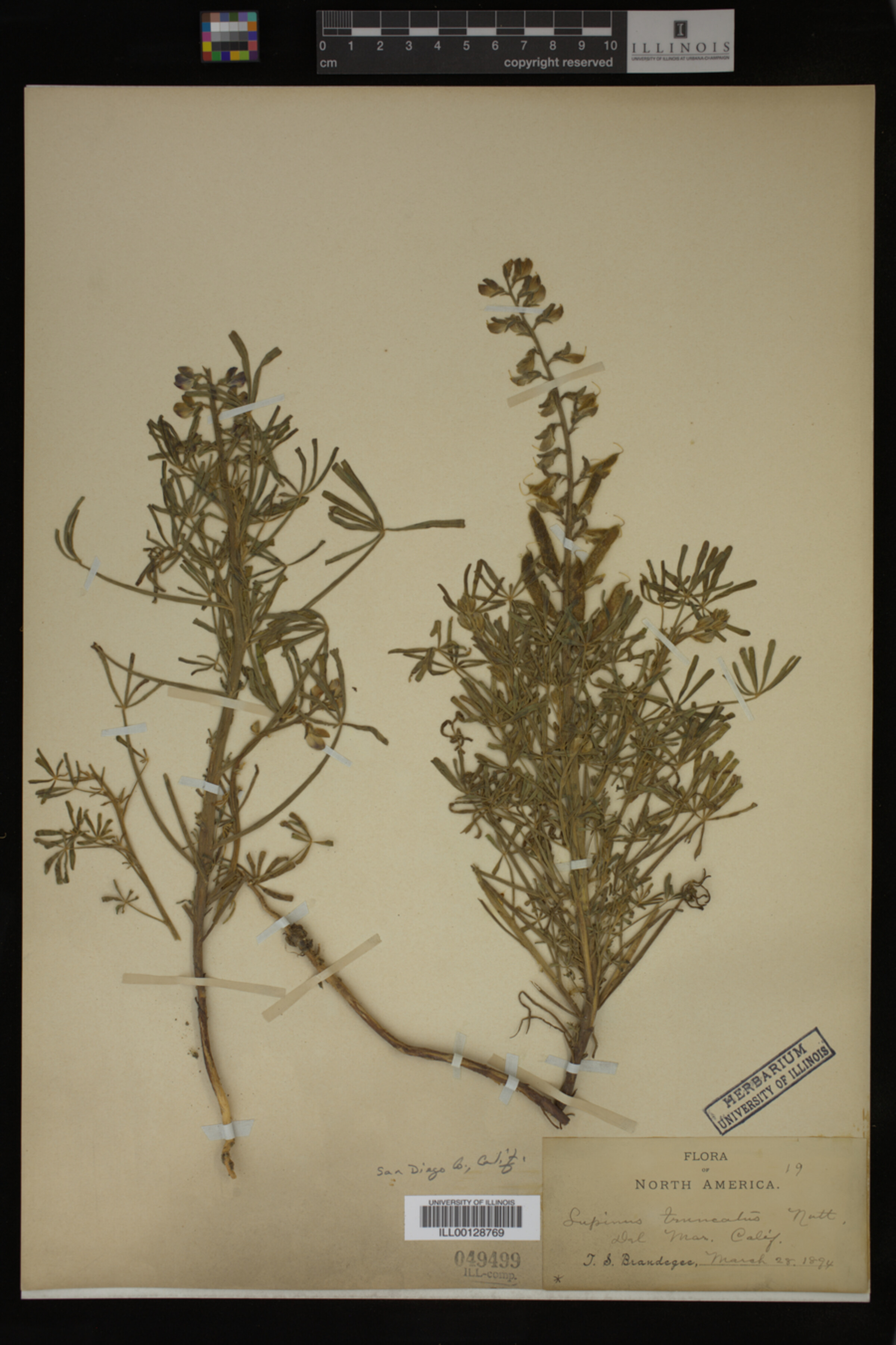Lupinus truncatus image
