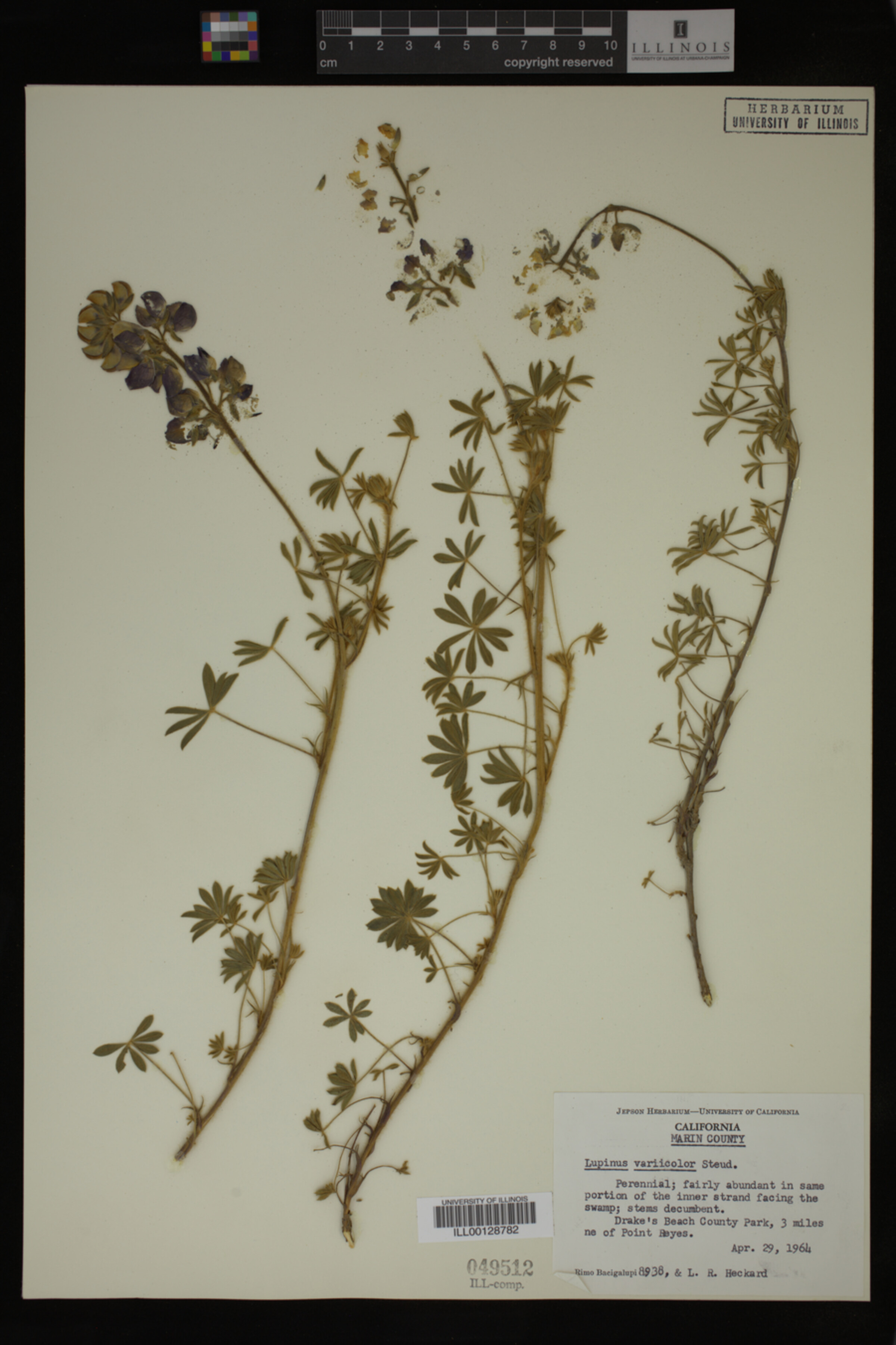 Lupinus variicolor image