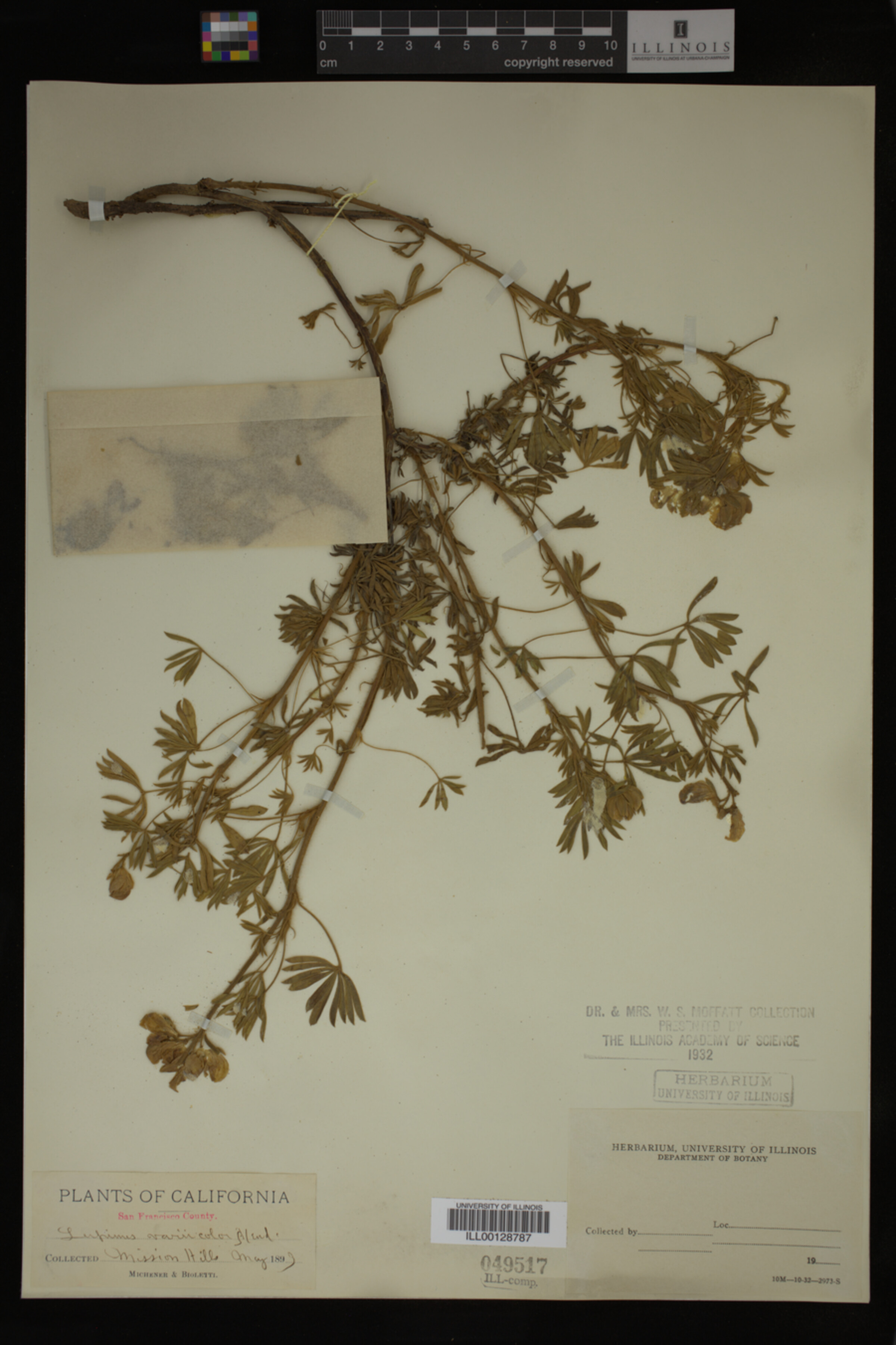 Lupinus variicolor image