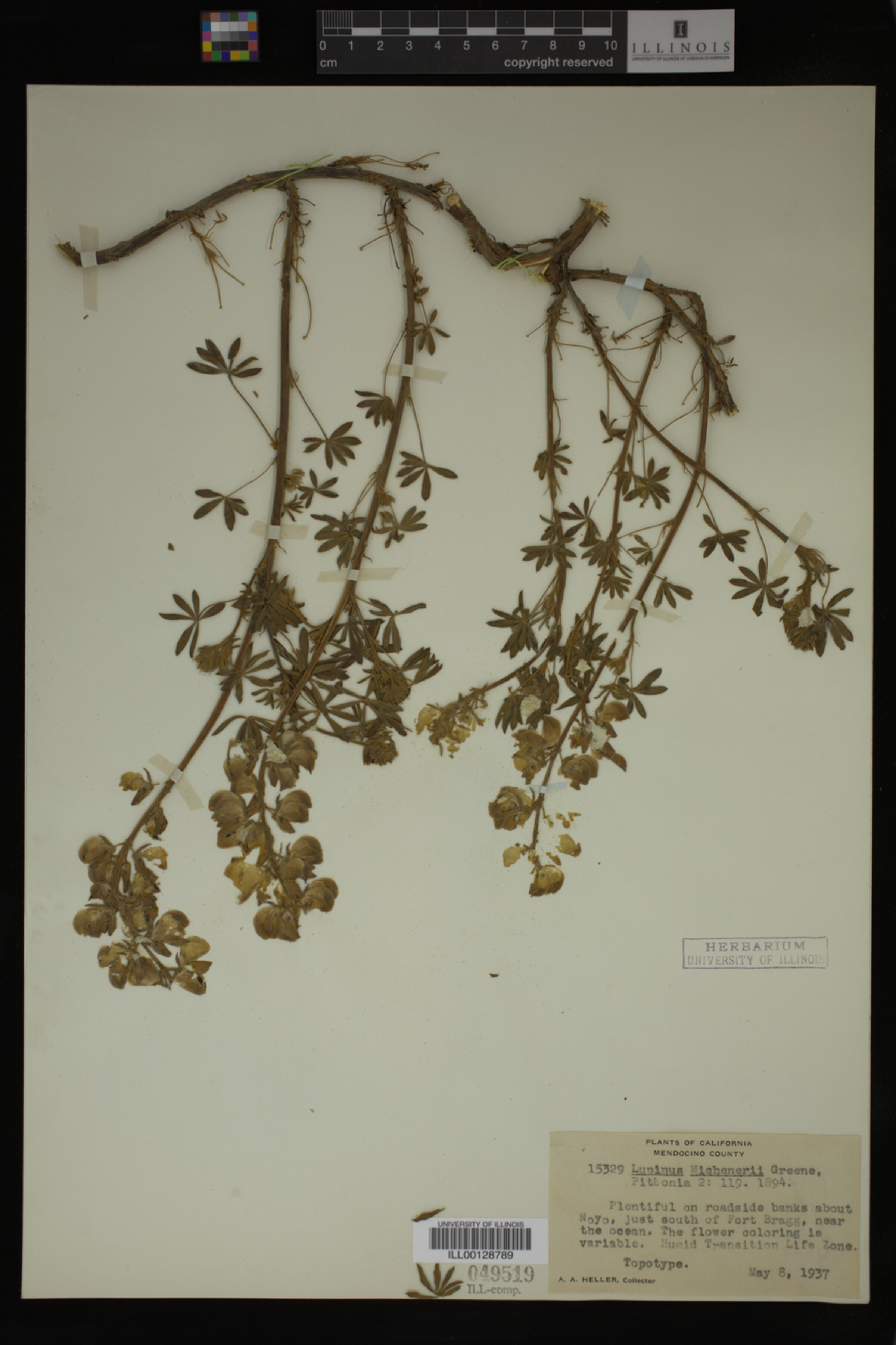 Lupinus variicolor image
