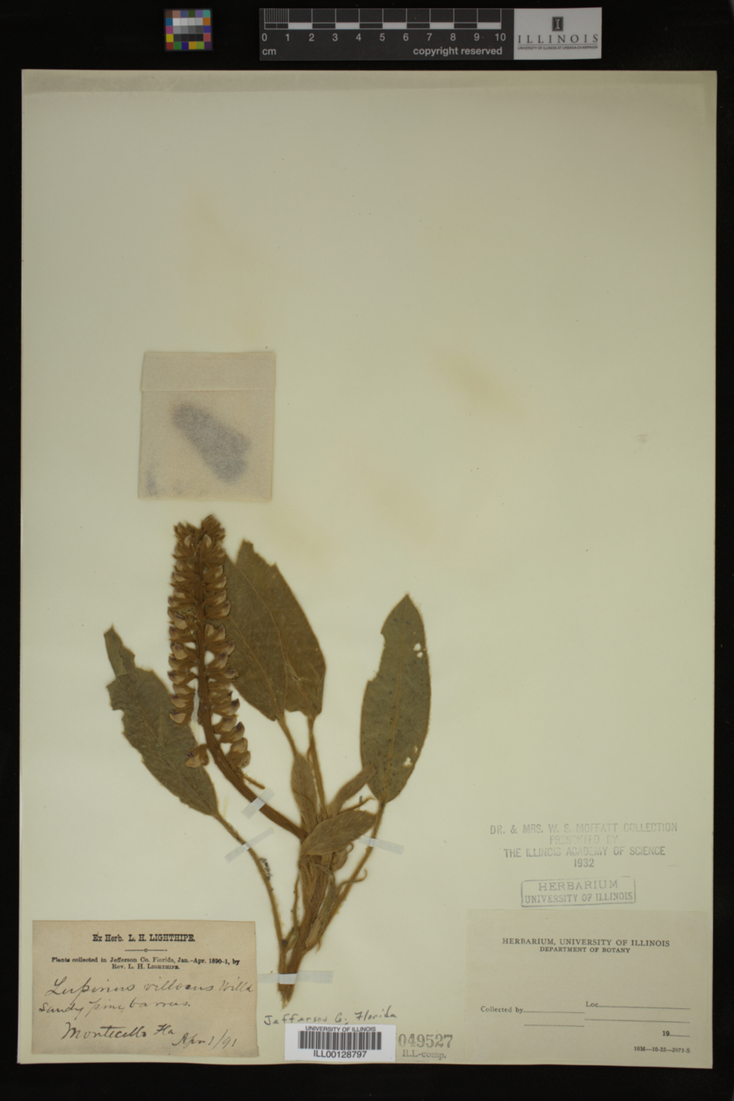 Lupinus villosus image
