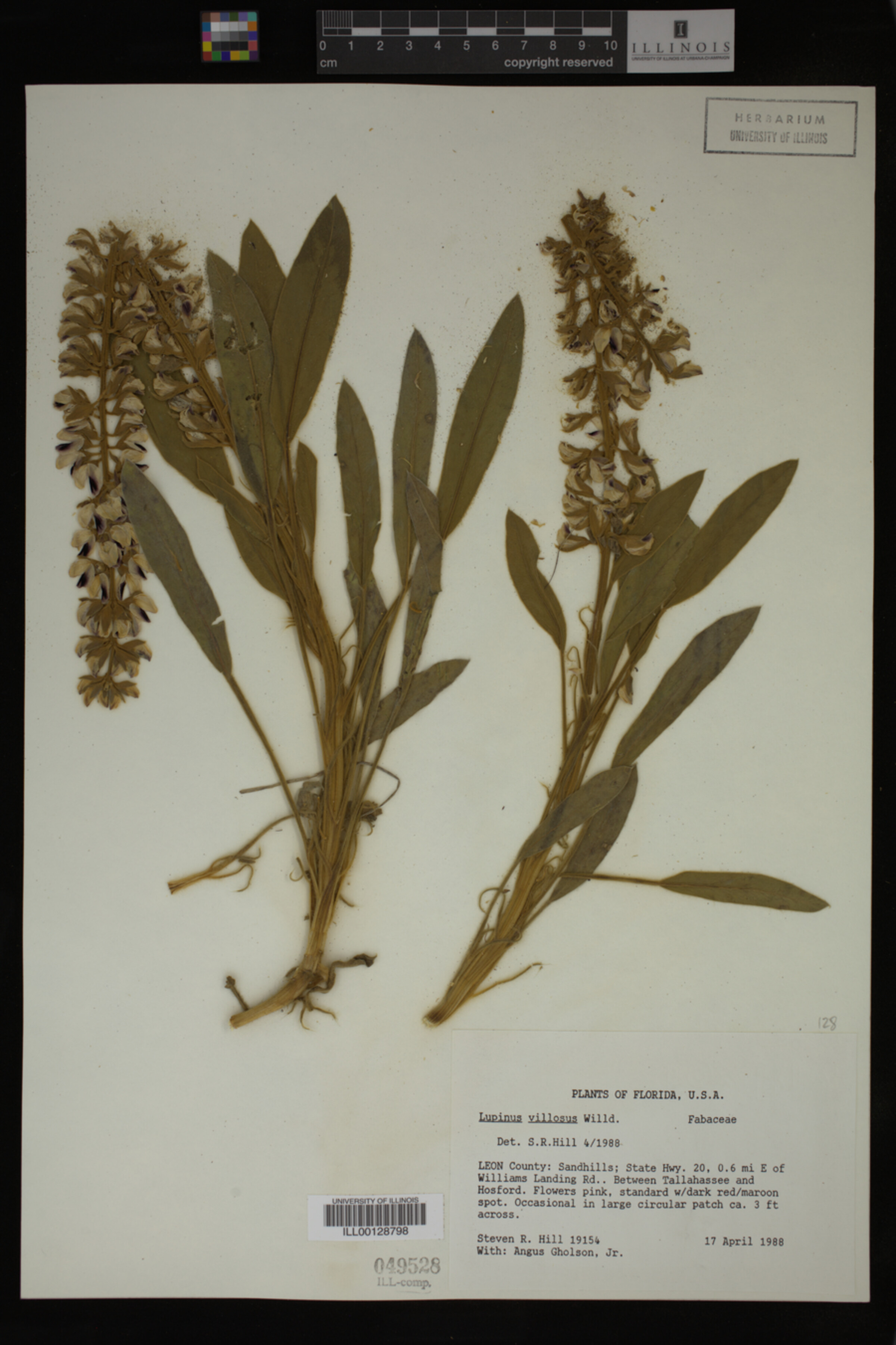 Lupinus villosus image