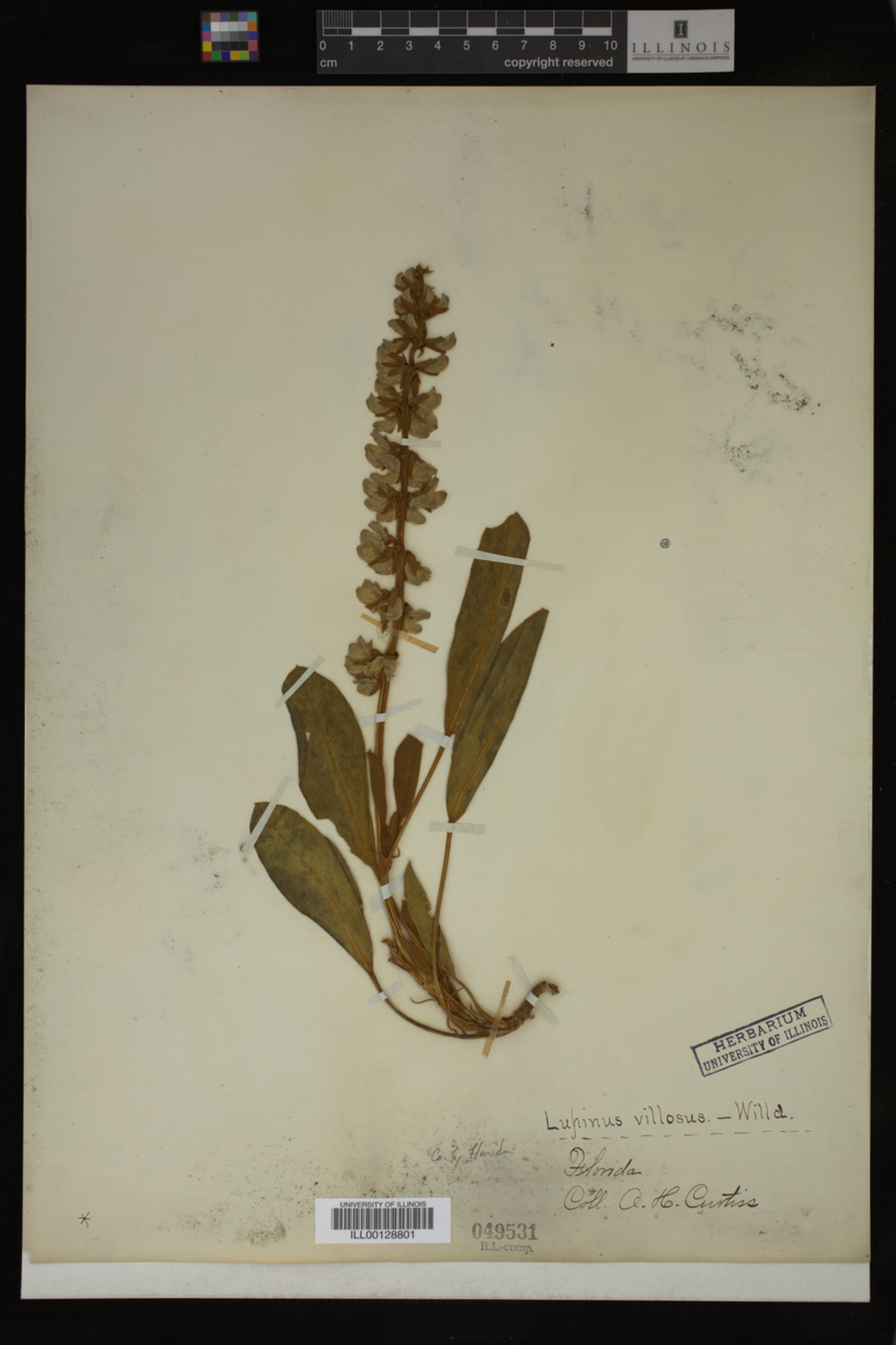Lupinus villosus image