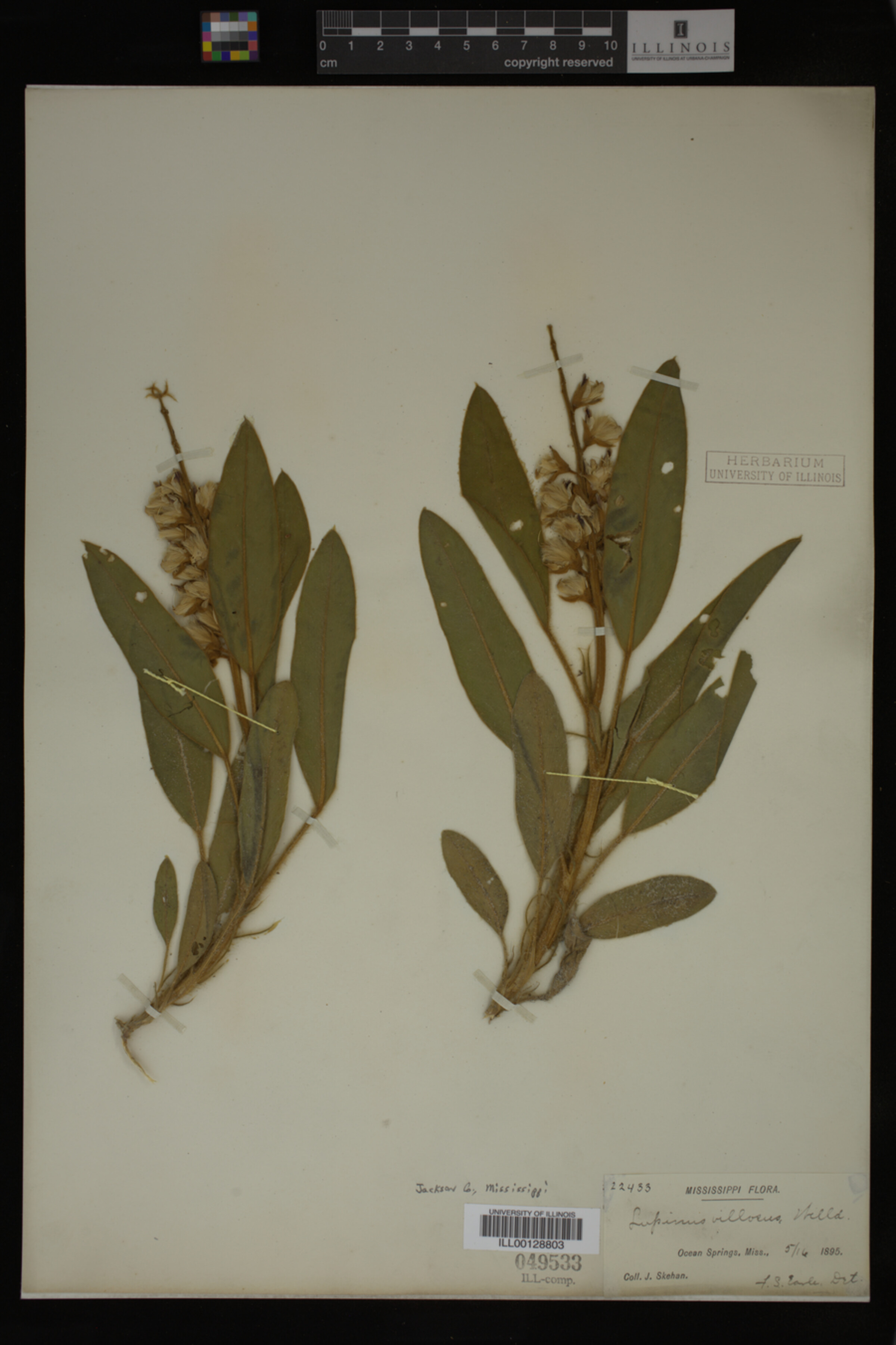 Lupinus villosus image