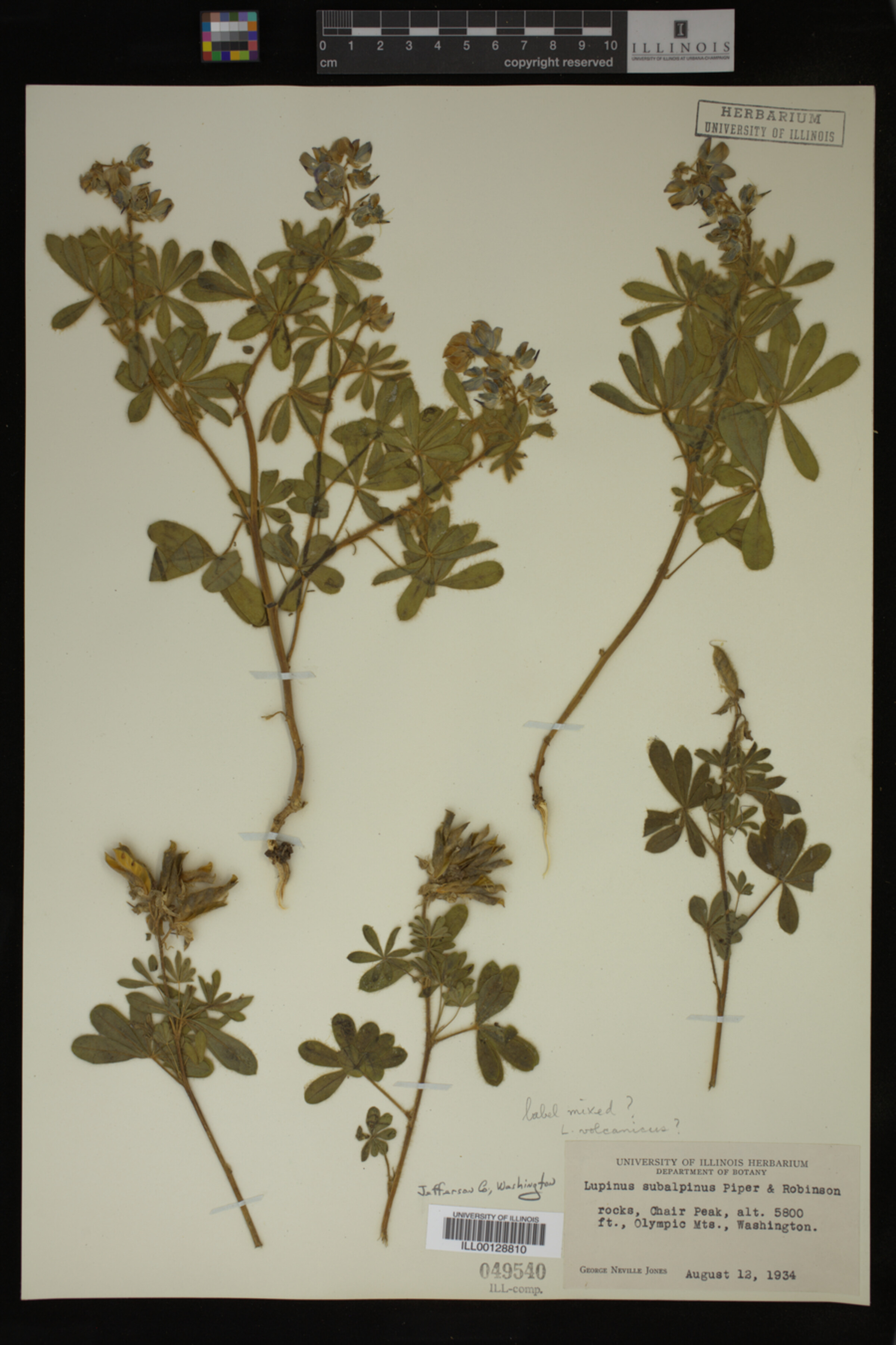Lupinus volcanicus image