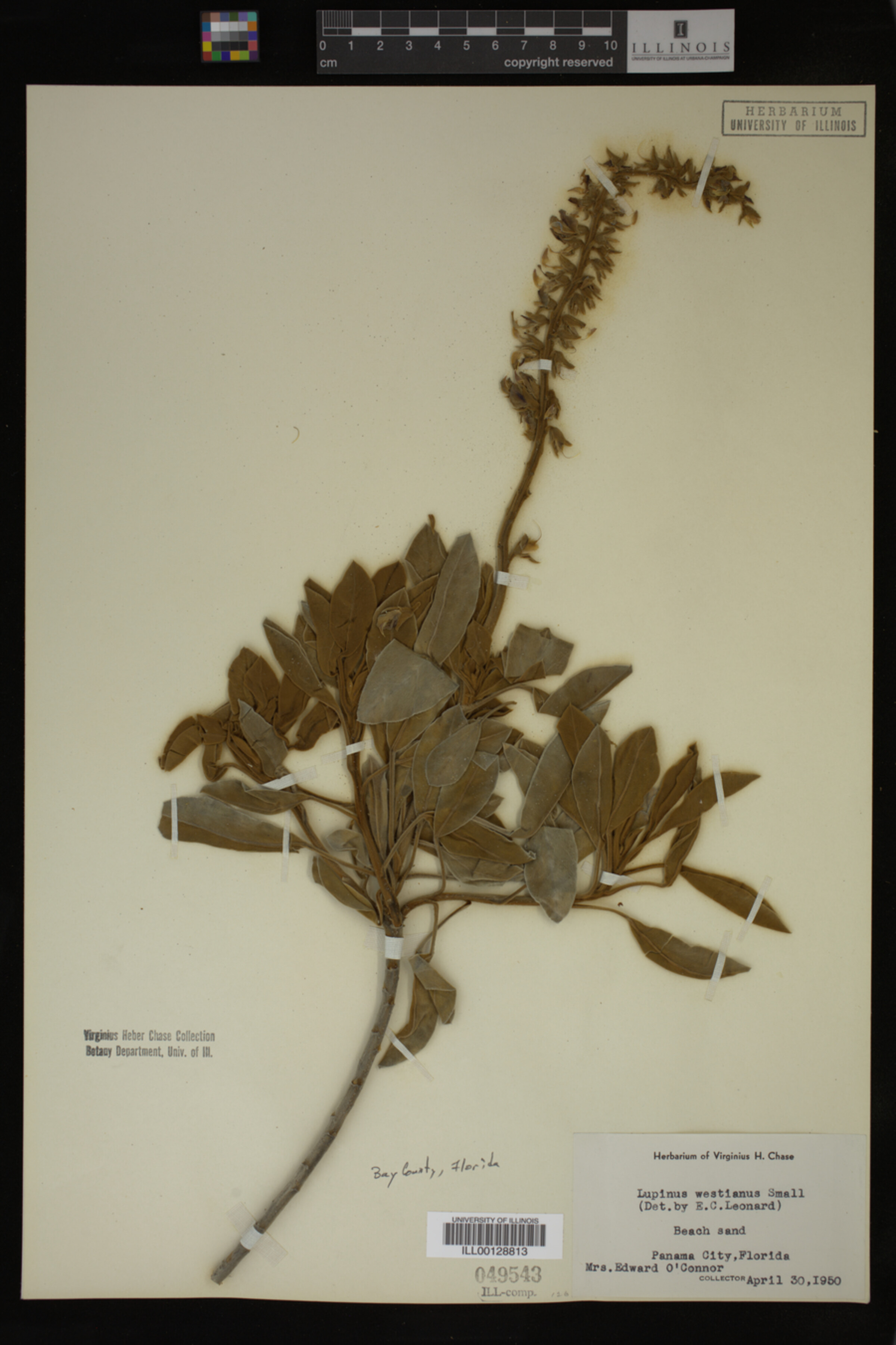 Lupinus westianus image
