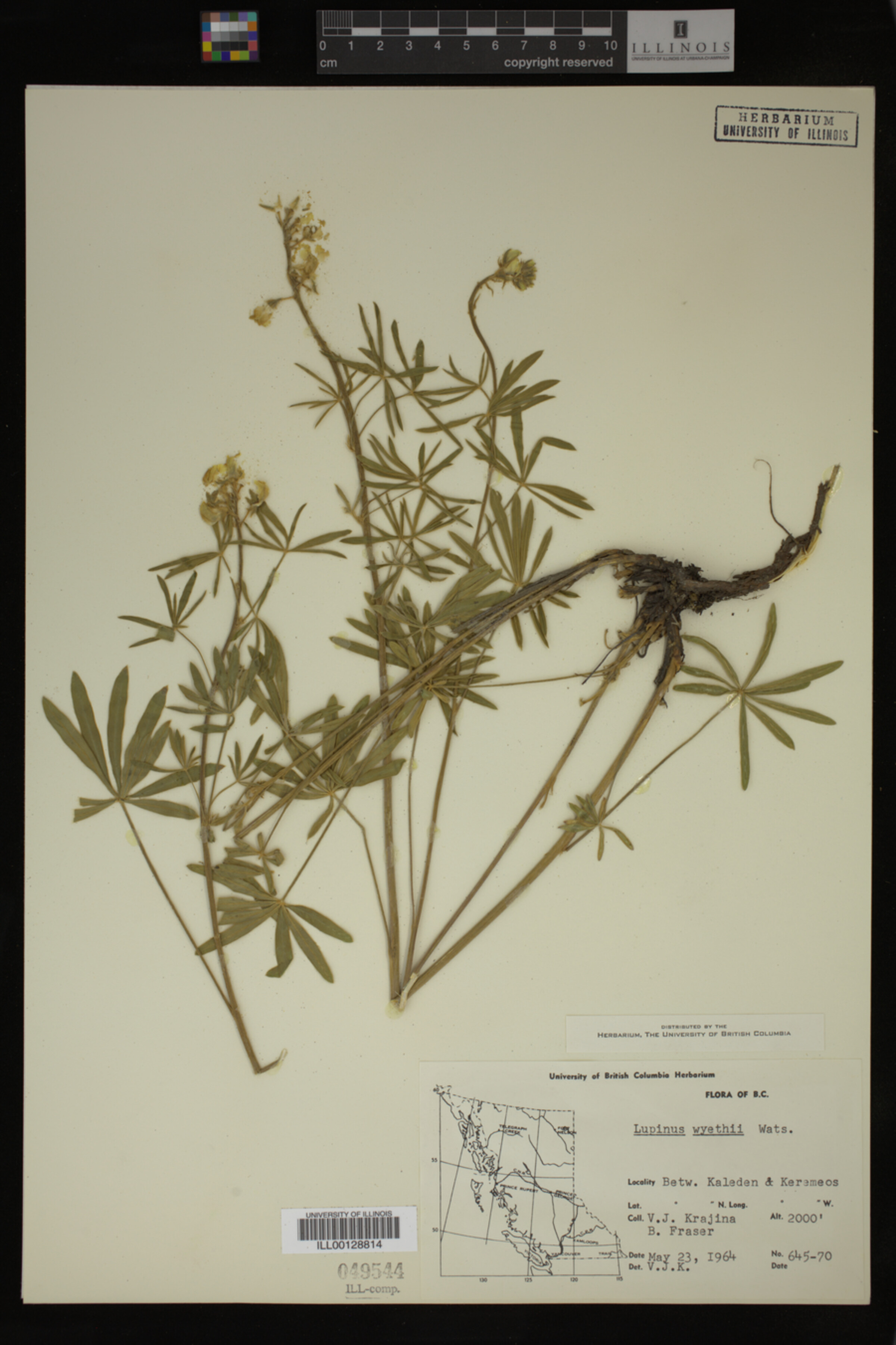 Lupinus wyethii image