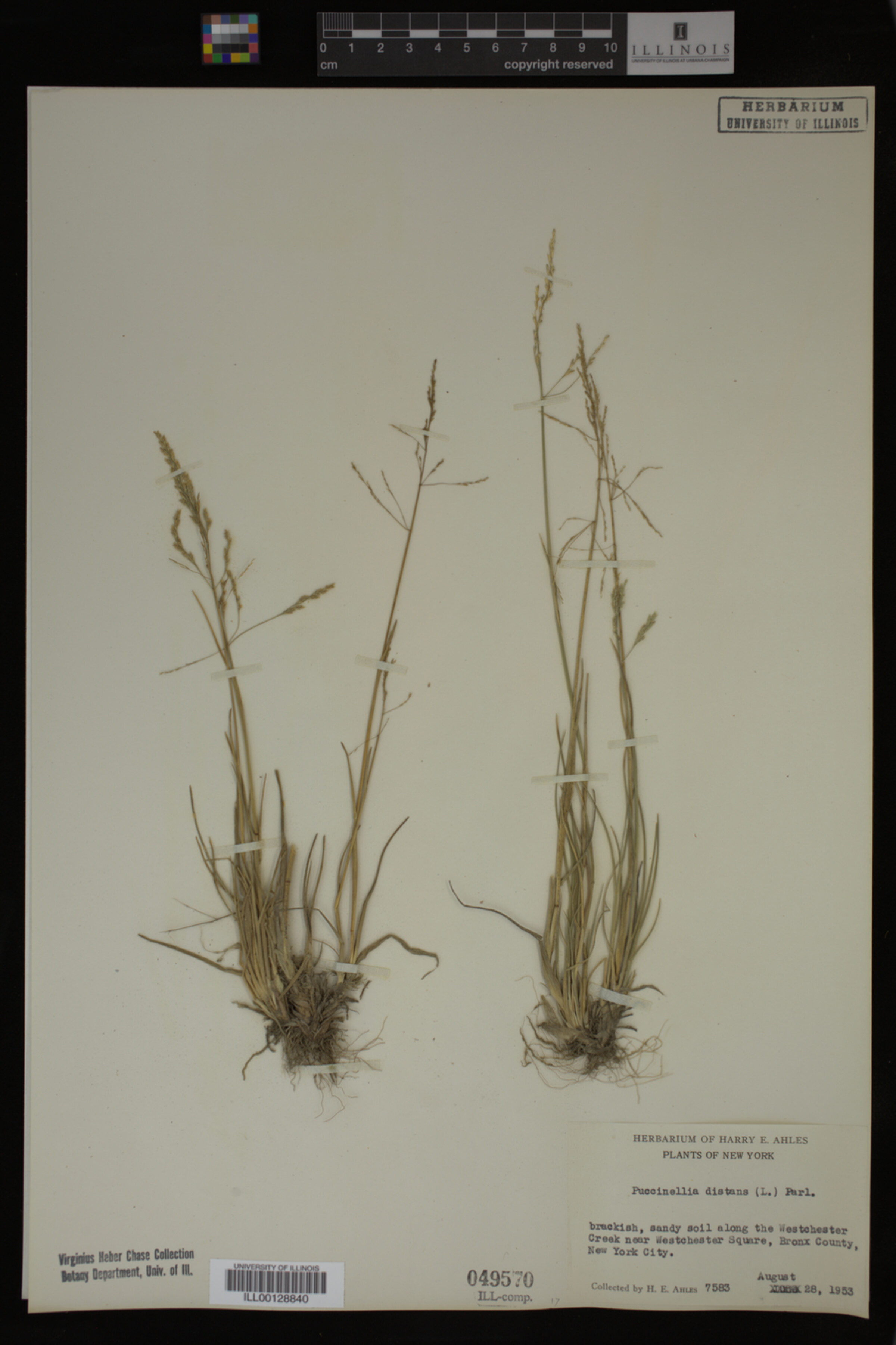 Puccinellia distans image