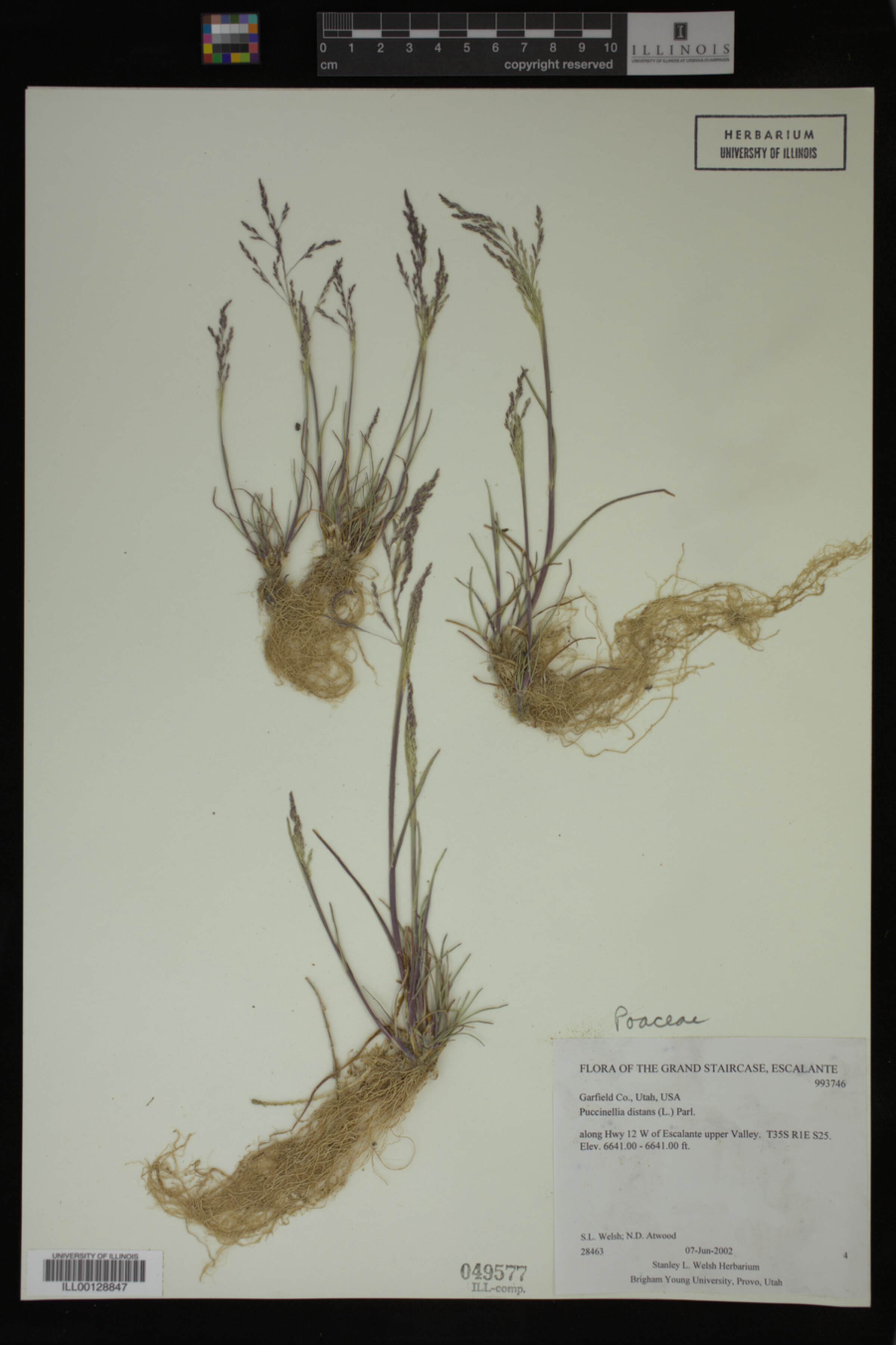 Puccinellia distans image