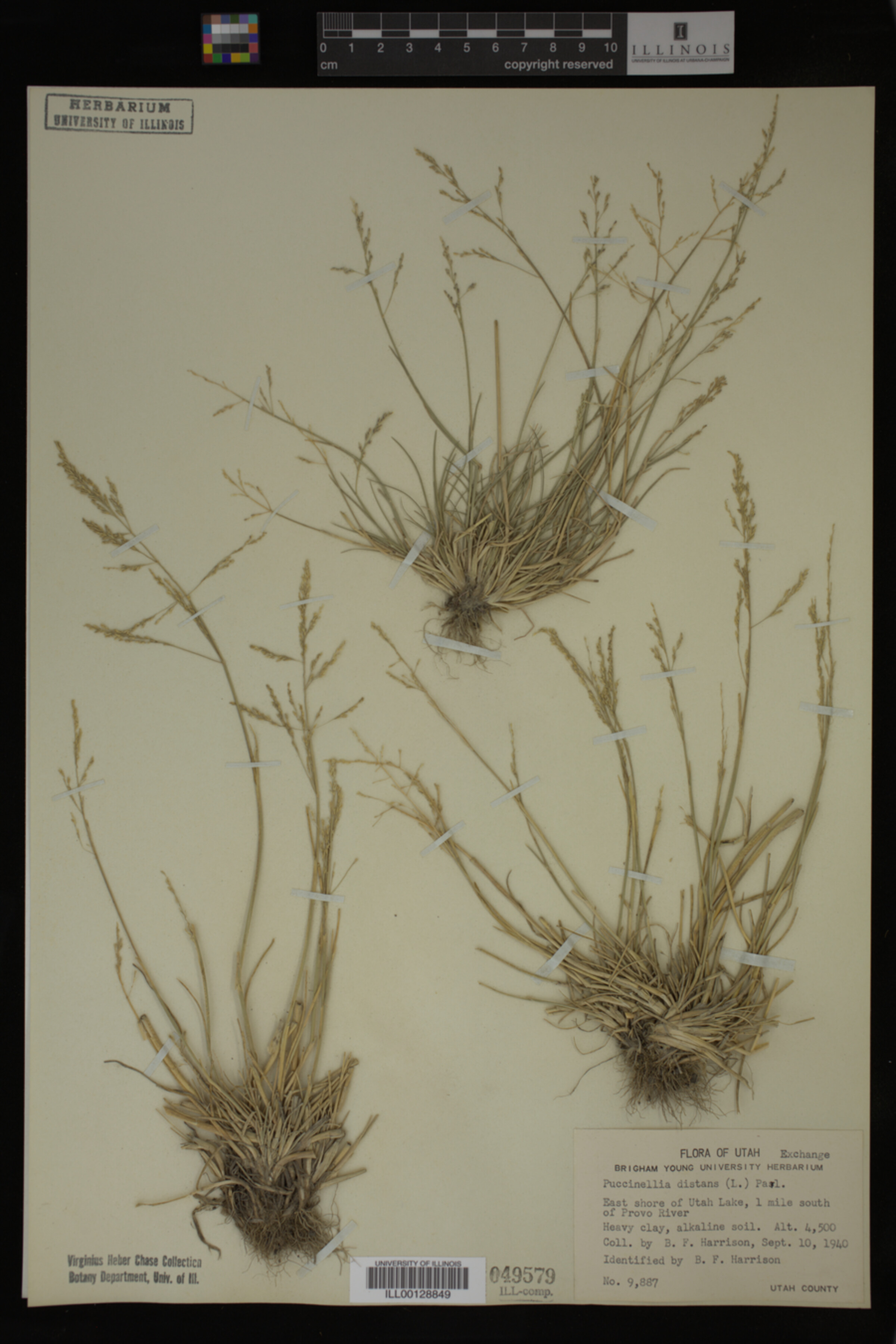 Puccinellia distans image