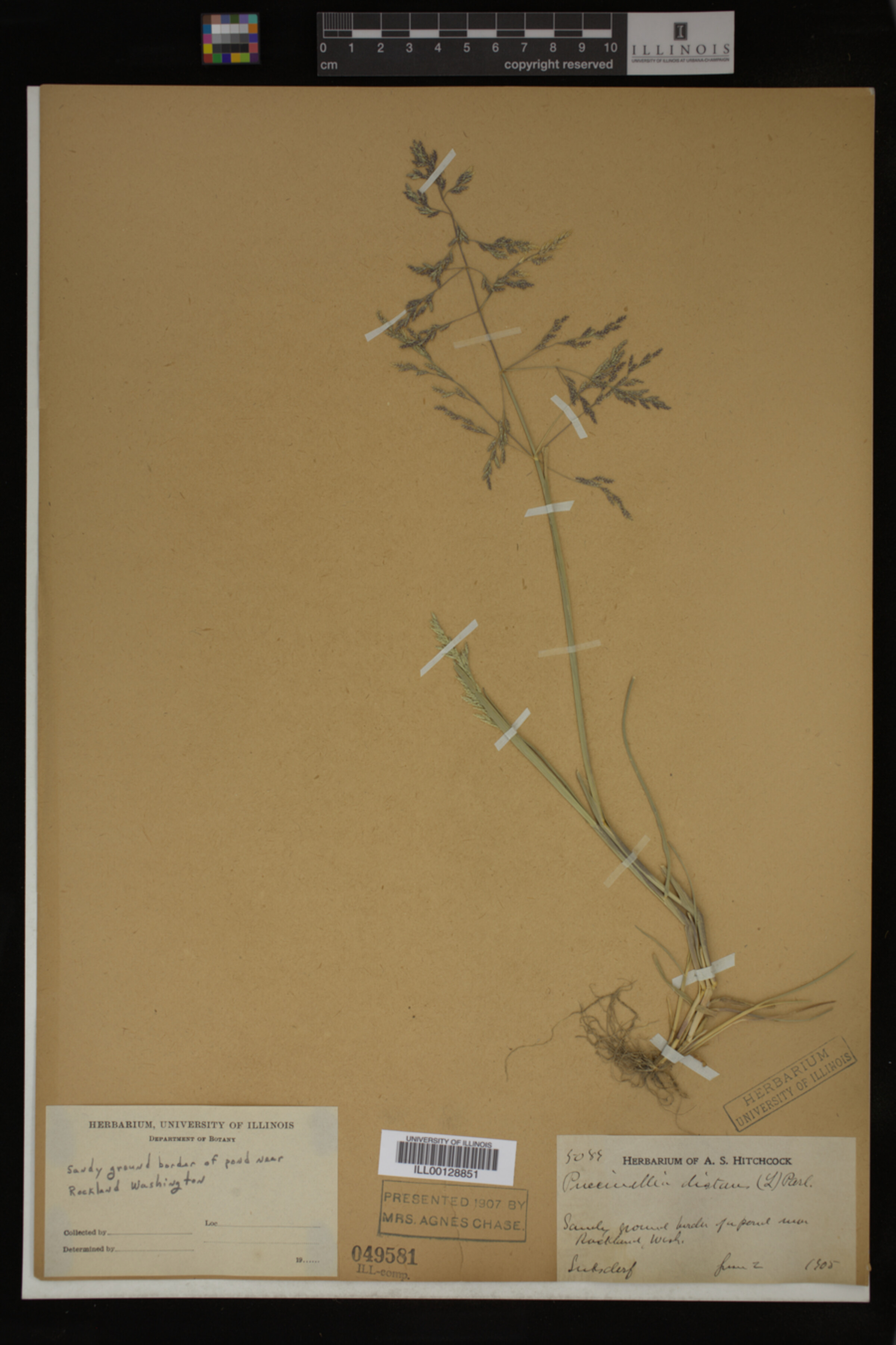 Puccinellia distans image