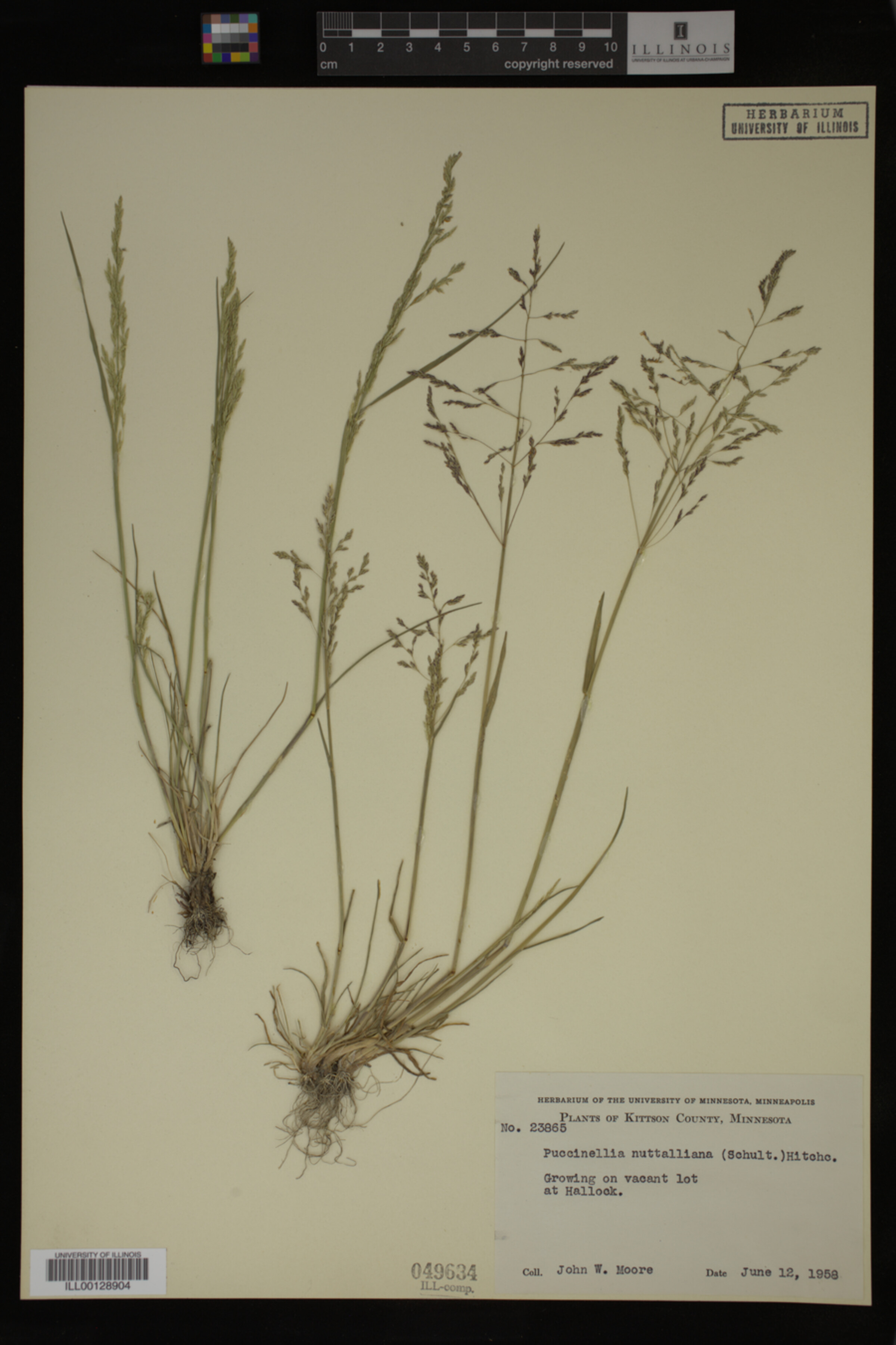 Puccinellia nuttalliana image