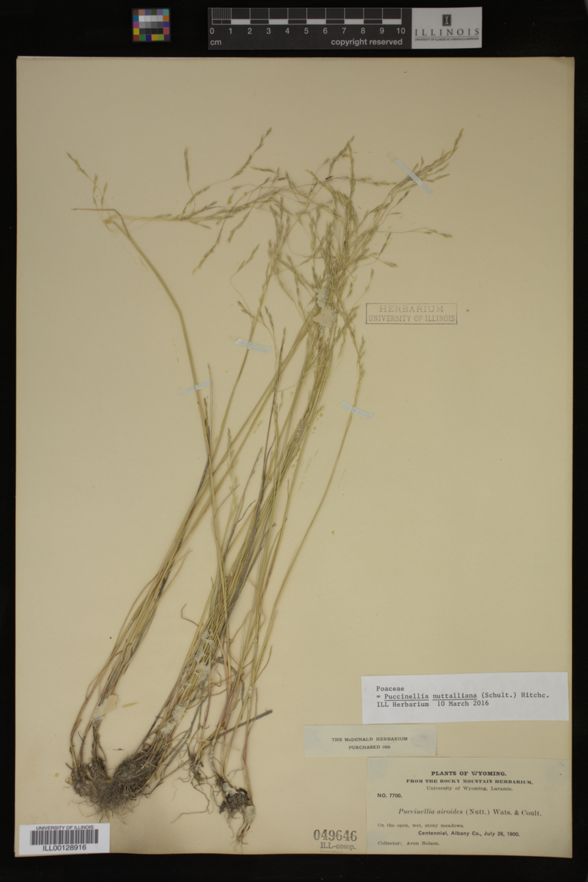 Puccinellia image