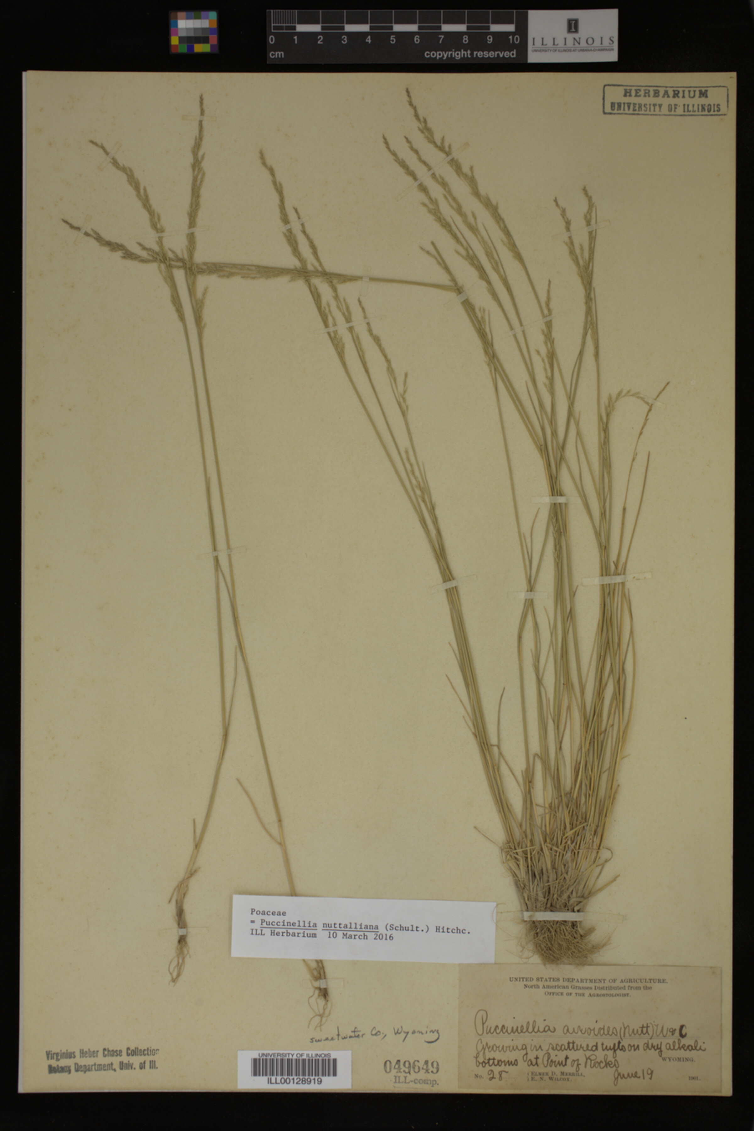Puccinellia nuttalliana image