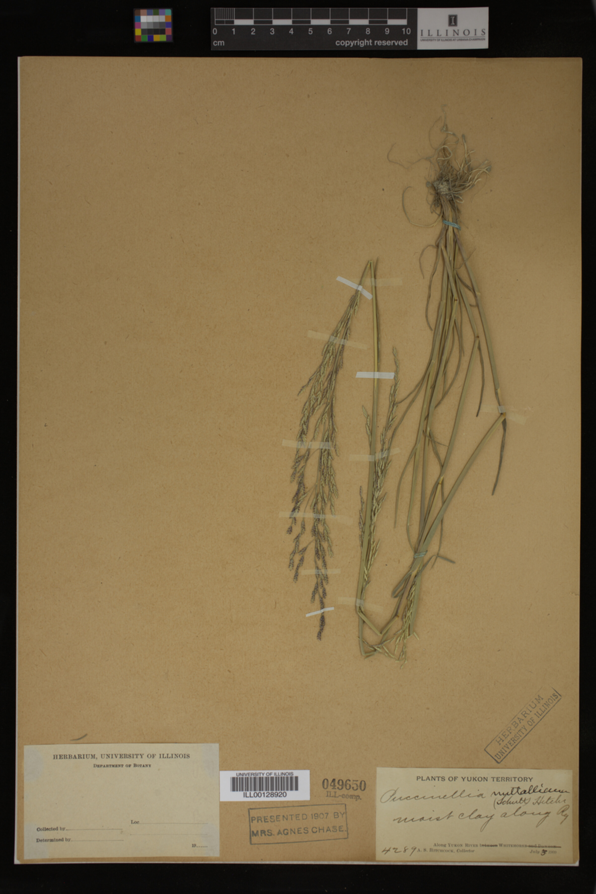 Puccinellia nuttalliana image