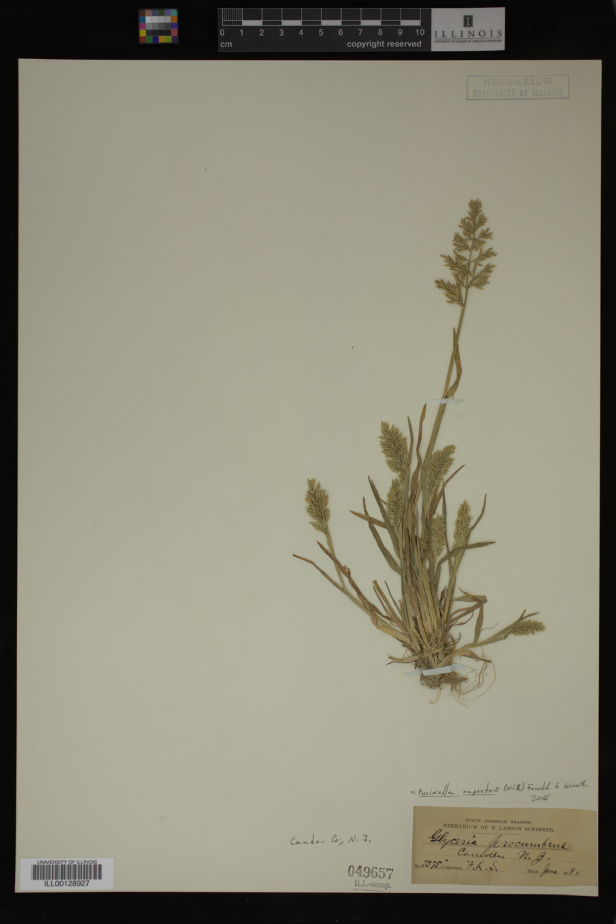 Puccinellia rupestris image
