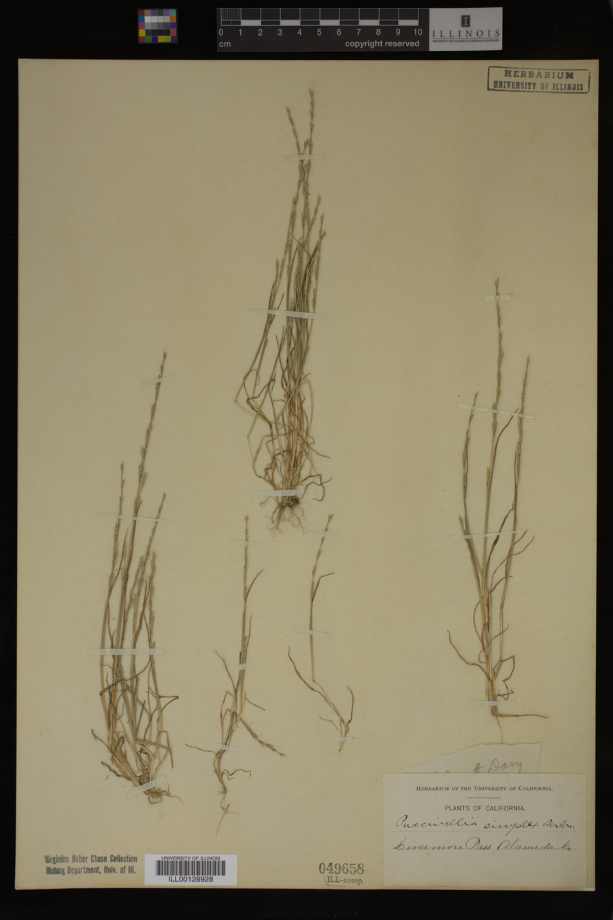 Puccinellia simplex image